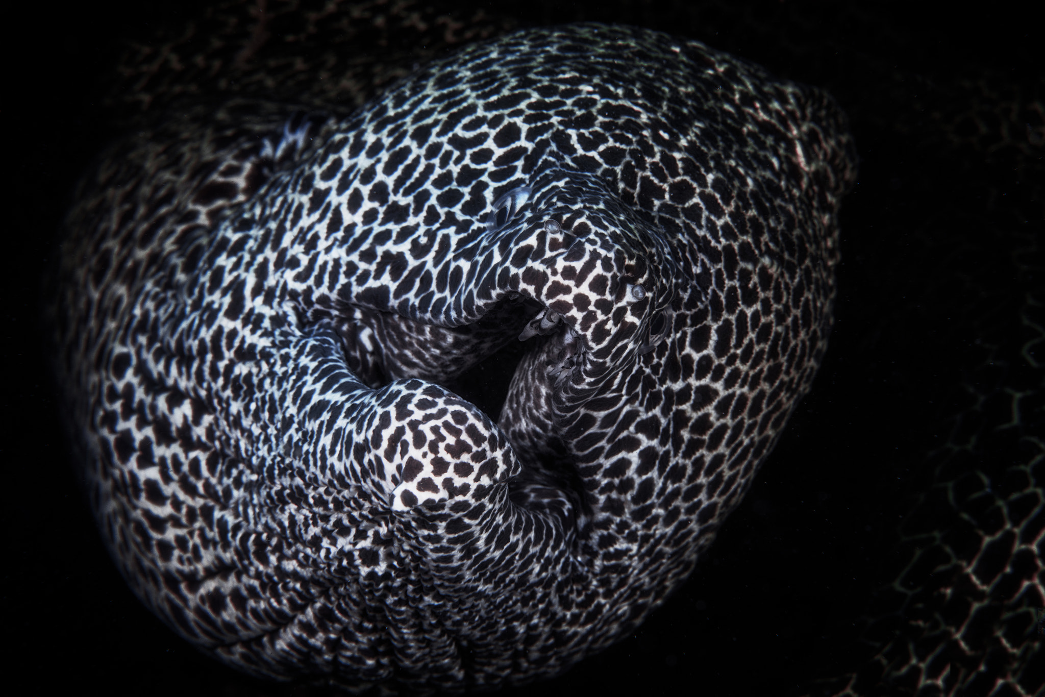 Canon EOS 5DS + Canon EF 100mm F2.8 Macro USM sample photo. Laced moray photography