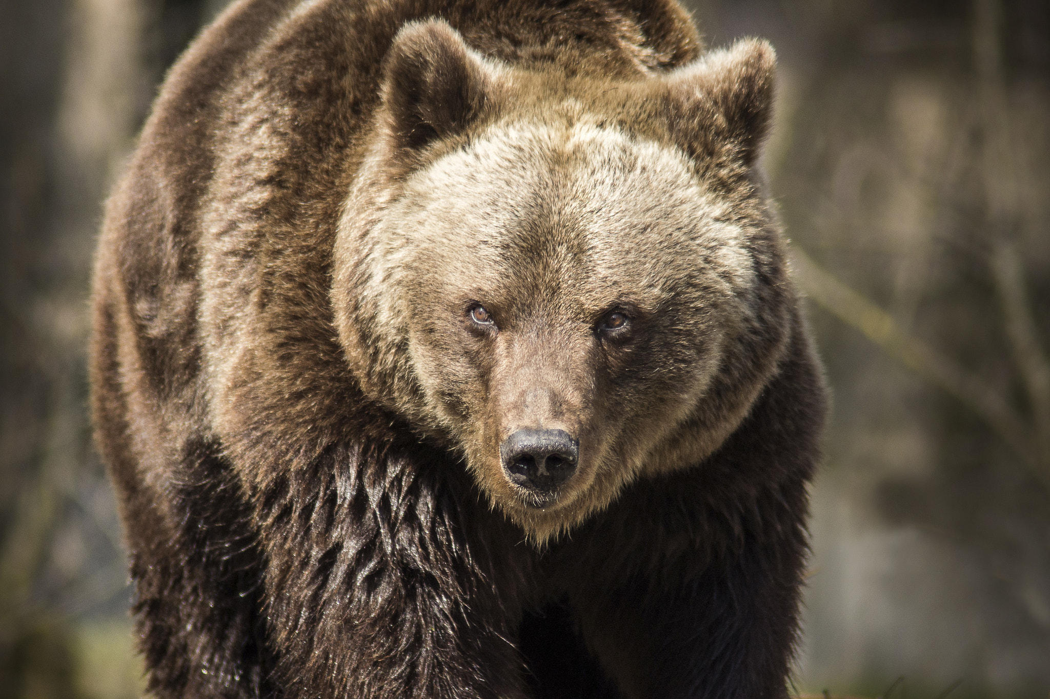 Sony SLT-A33 + Tamron 200-400mm F5.6 LD sample photo. Bear photography