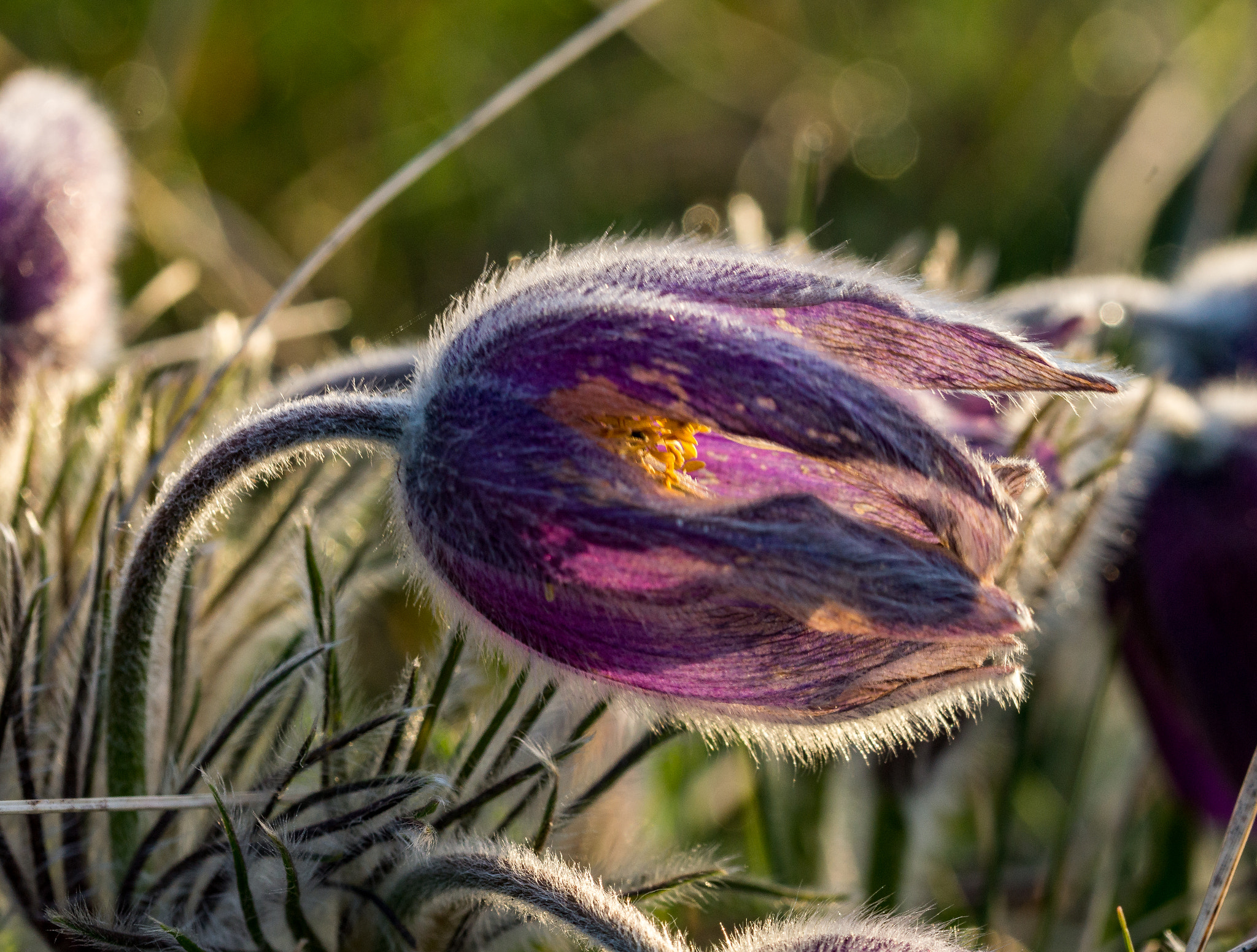 Sony SLT-A77 + 105mm F2.8 sample photo. Anemone pulsatilla iv photography