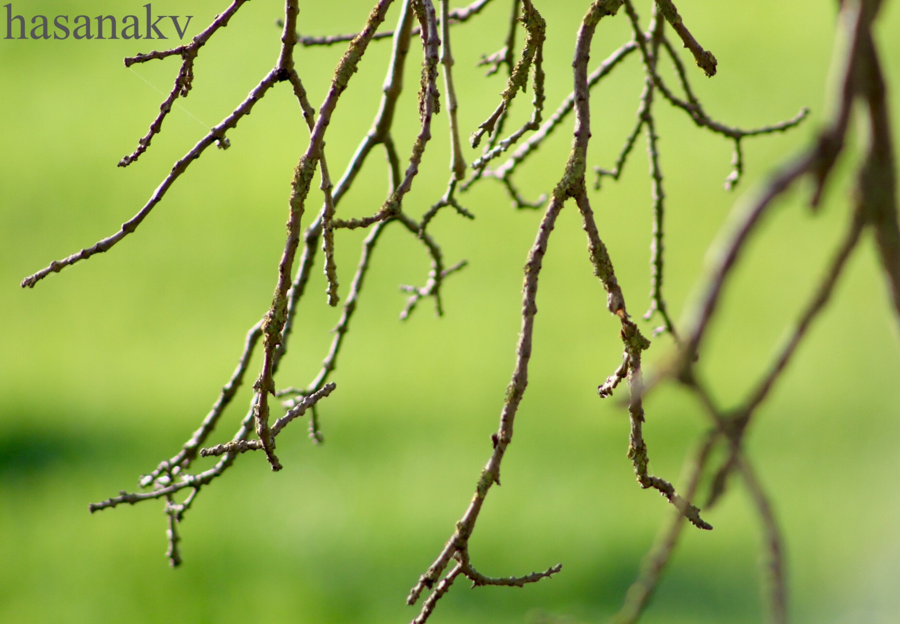 Canon EF75-300mm f/4-5.6 sample photo