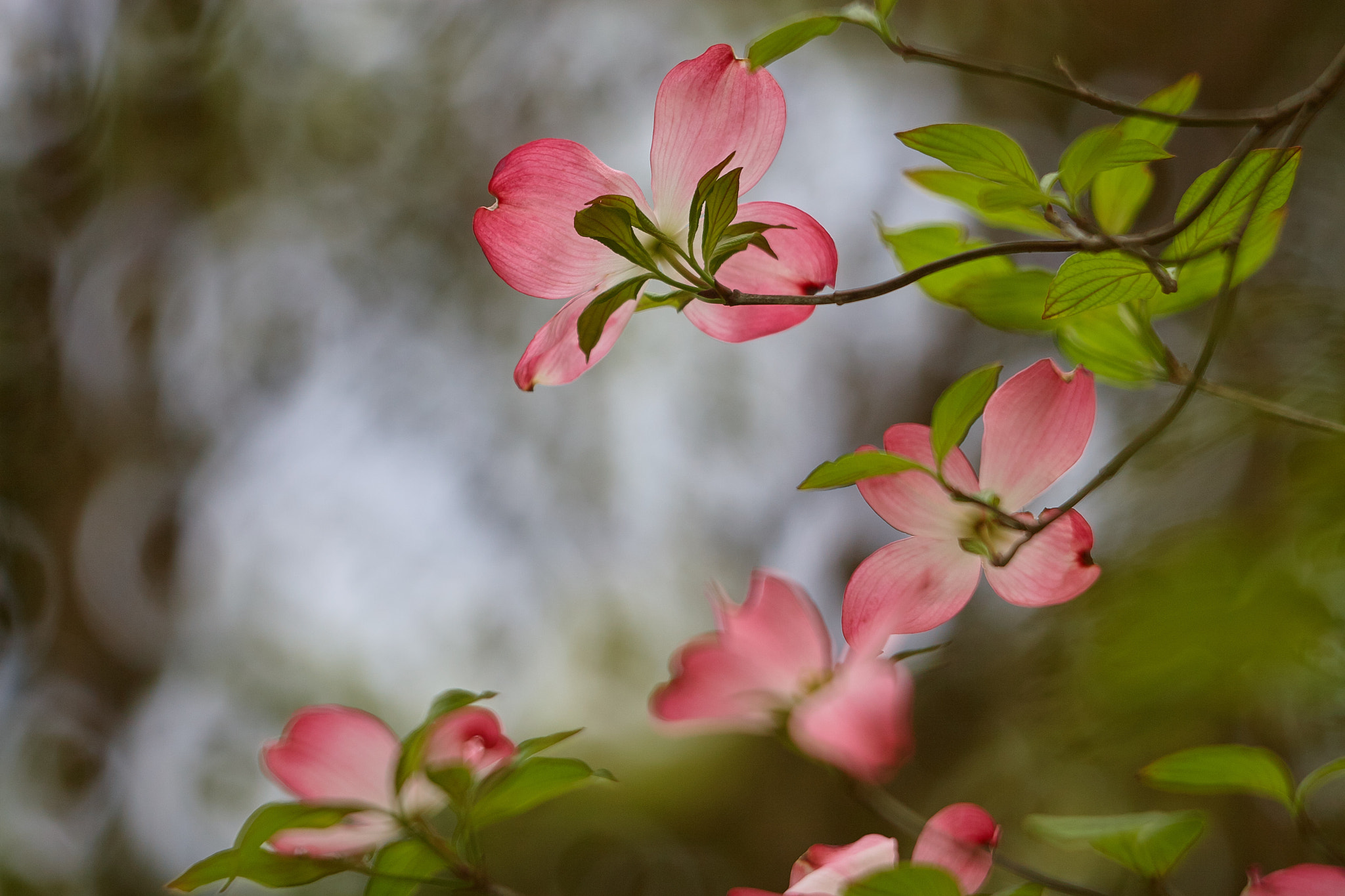 Canon EOS 30D sample photo. A fragrance left lovingly photography