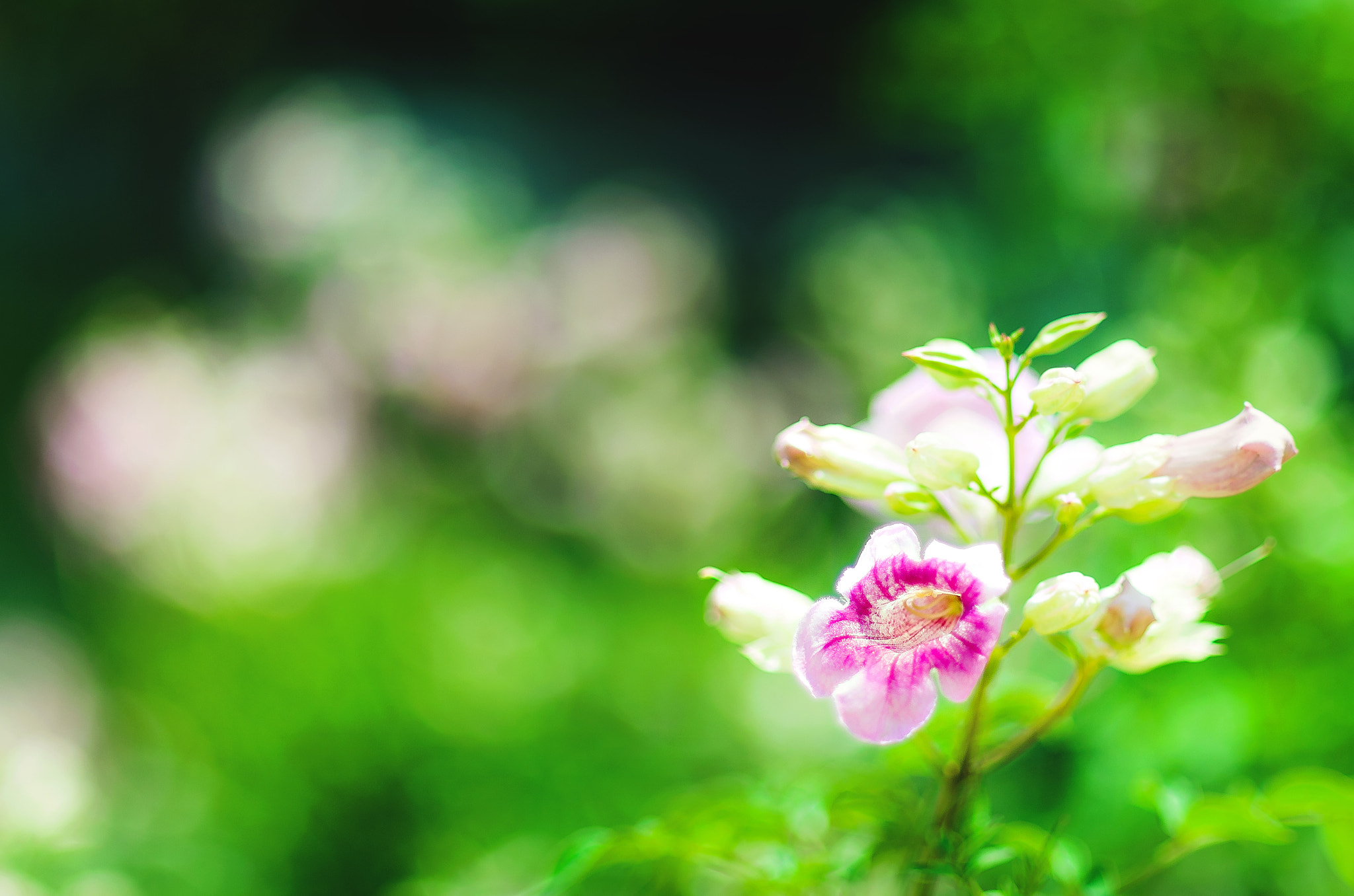 Pentax smc DA* 55mm F1.4 SDM sample photo. Flower photography