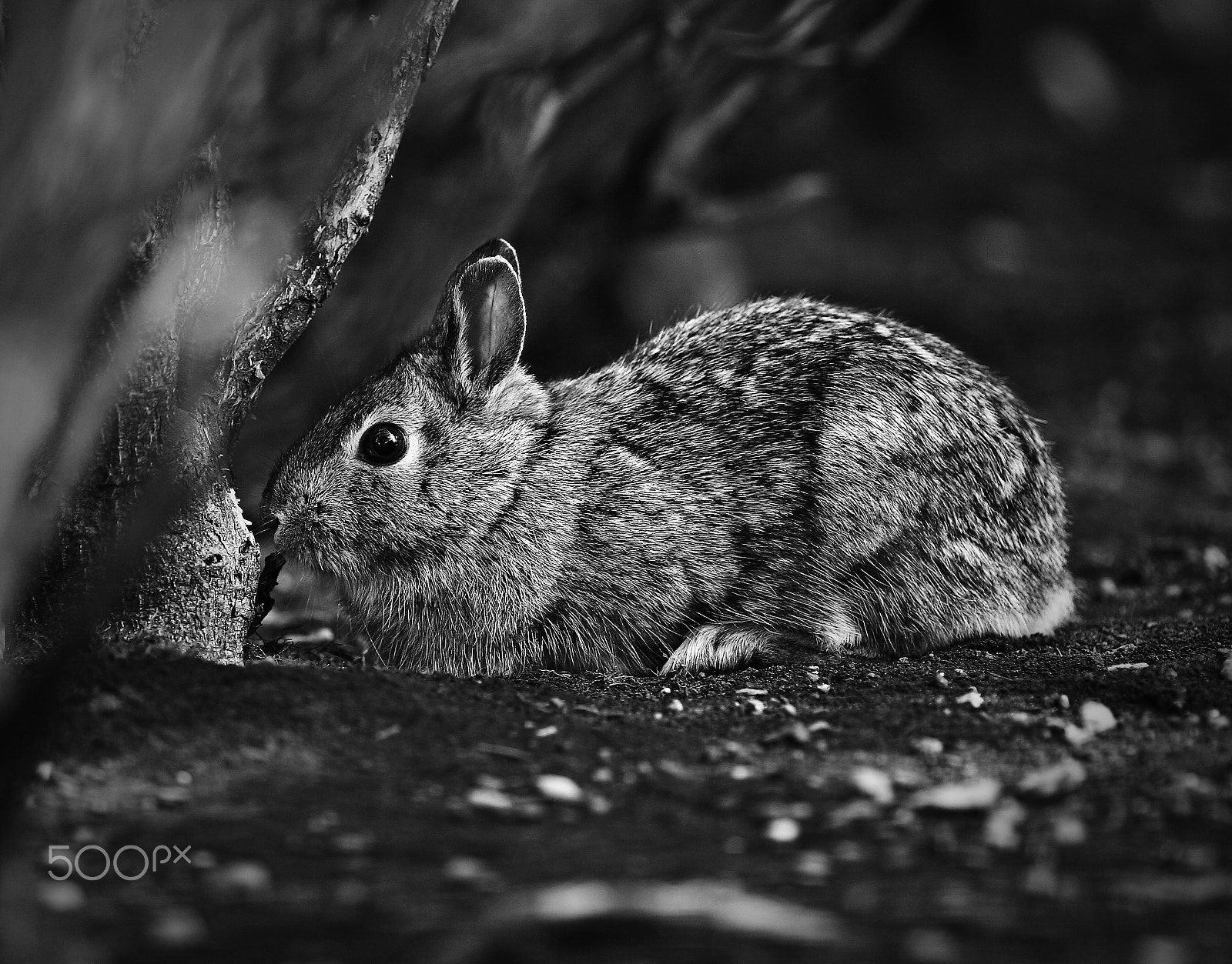 Canon EOS 30D + Canon EF 135mm F2L USM sample photo. Bunny photography