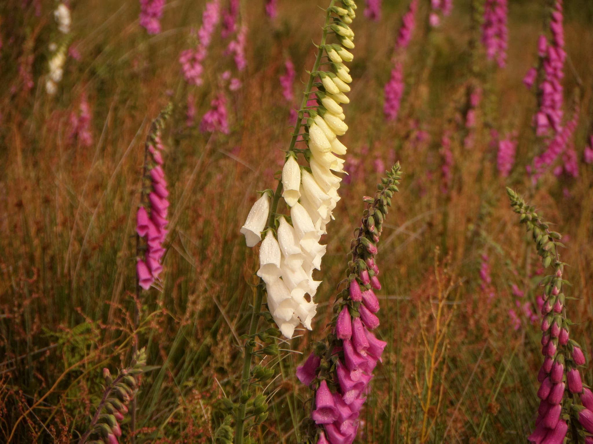 Samsung WB200F/WB201F/WB202F sample photo. Foxgloves photography