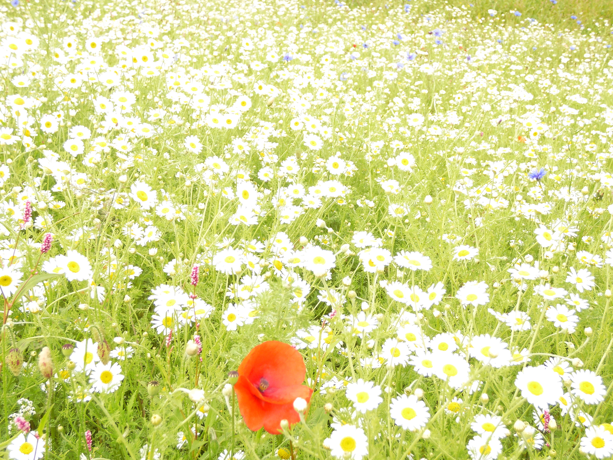Samsung WB2200F sample photo. Wildflowers1 photography