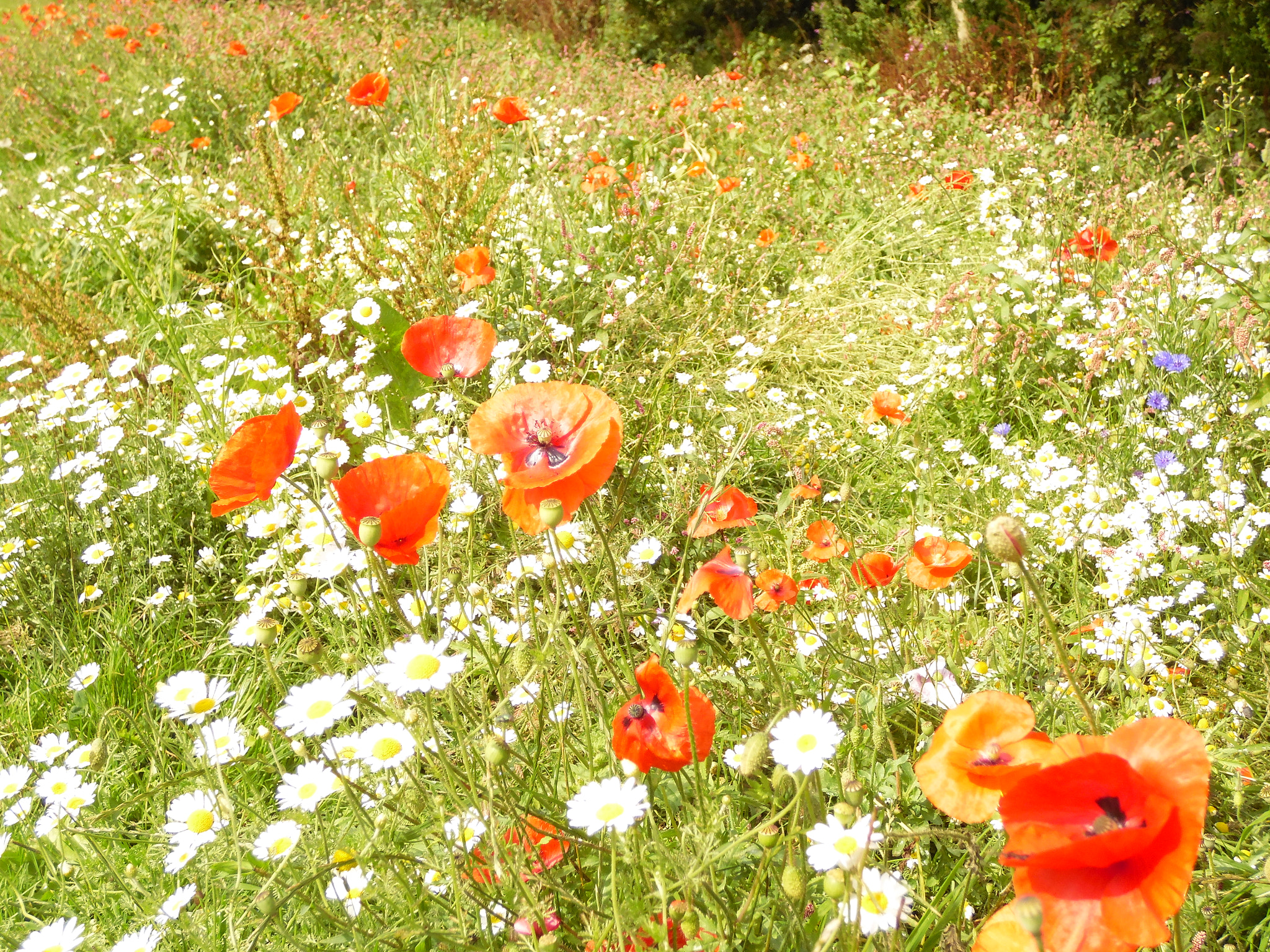 Samsung WB2200F sample photo. Wildfloers2 photography