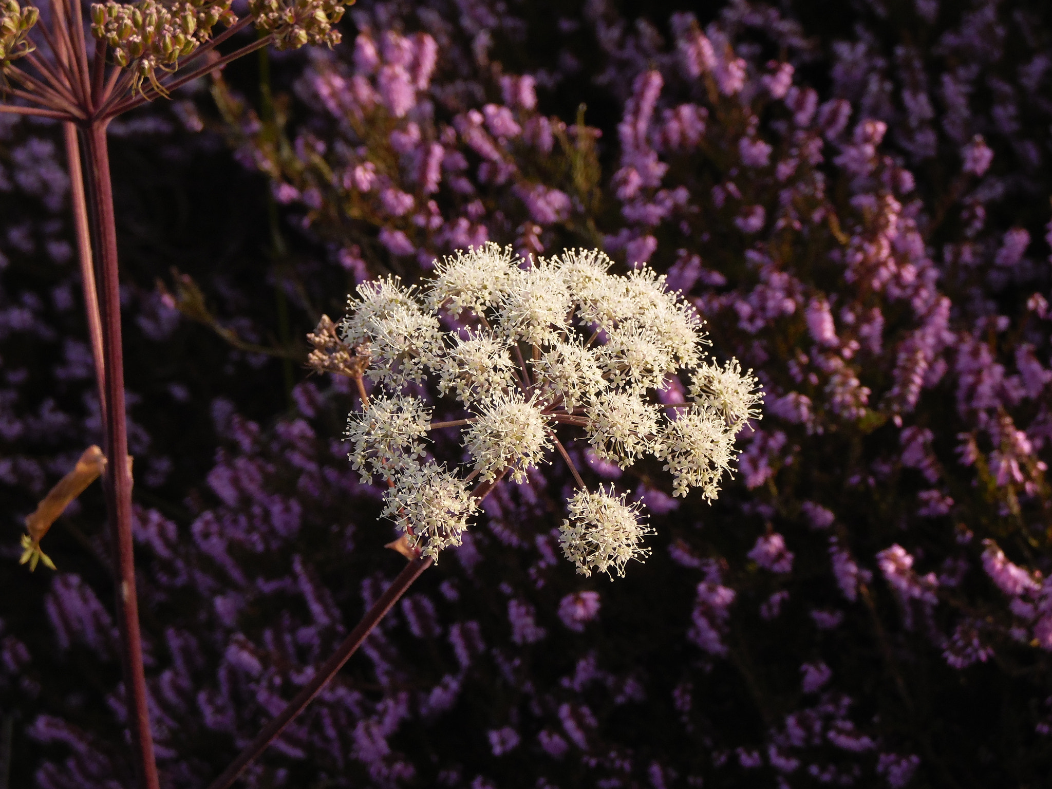 Samsung WB2200F sample photo. White photography