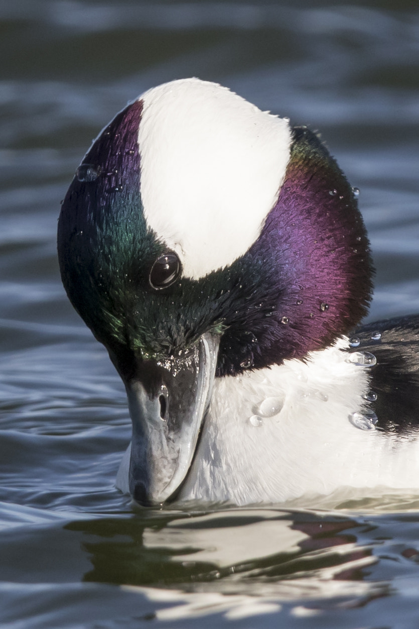 Canon EOS 7D Mark II + Canon EF 600mm F4L IS II USM sample photo. Bufflehead / petit garrot photography