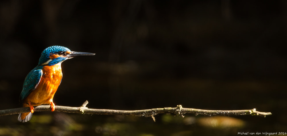 Canon EF 500mm F4L IS USM sample photo. Kingfisher photography