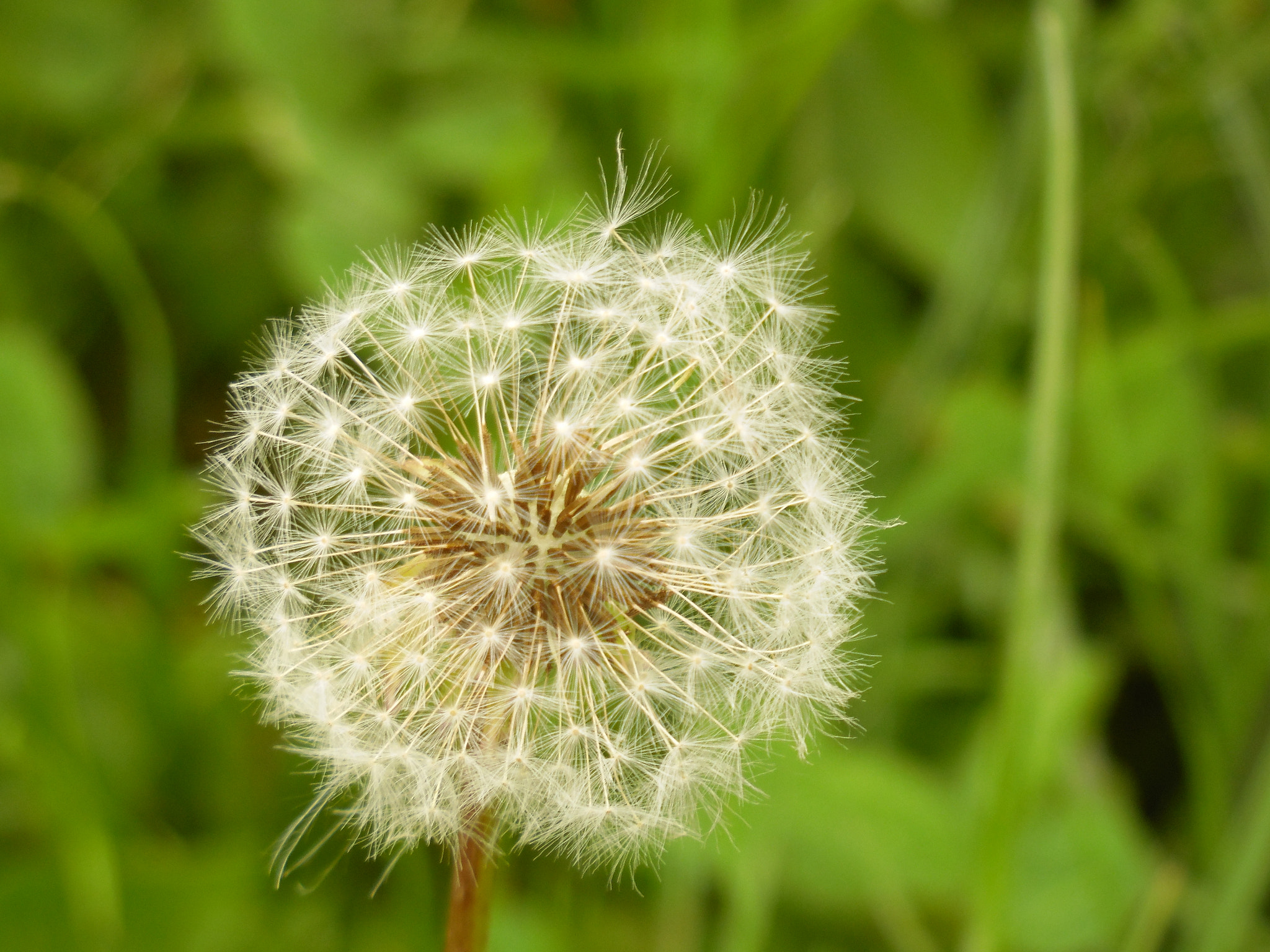 Samsung WB2200F sample photo. Dandelion photography