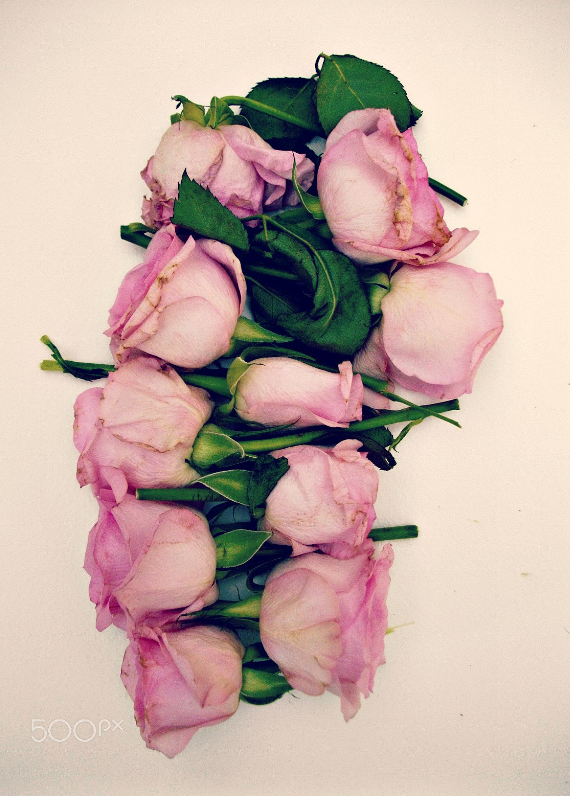 Pentax Optio E60 sample photo. Arranged petals iii photography