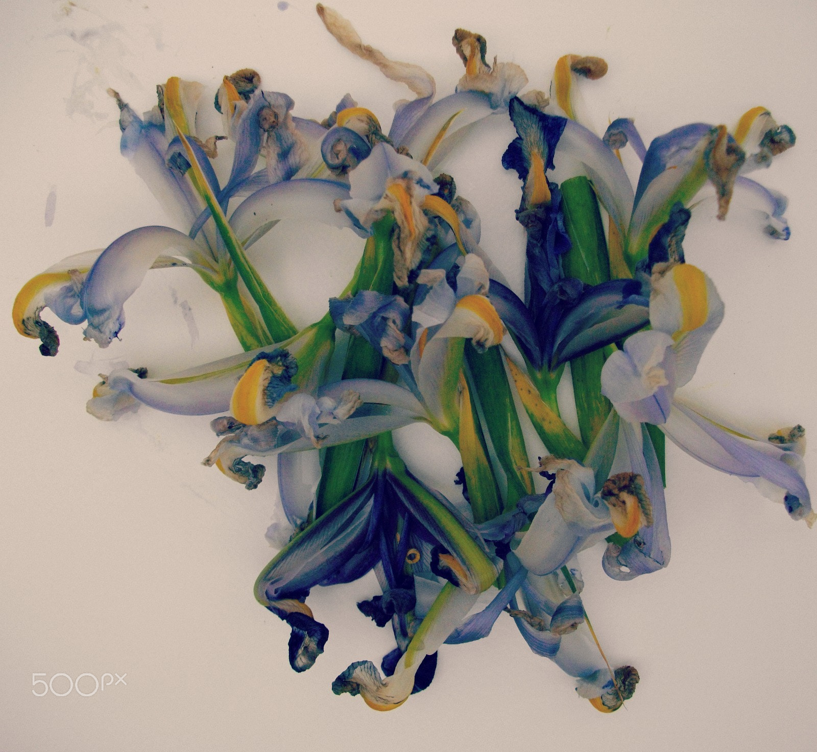 Pentax Optio E60 sample photo. Arranged iris iv photography