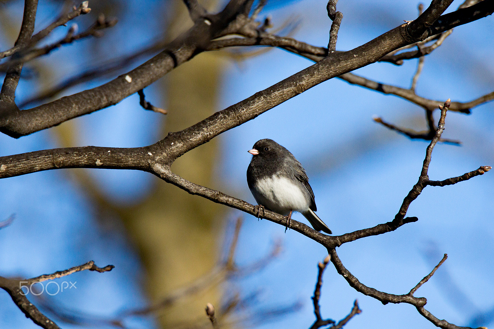 Tamron SP 150-600mm F5-6.3 Di VC USD sample photo. Dark-eyed junco perched on a limb photography