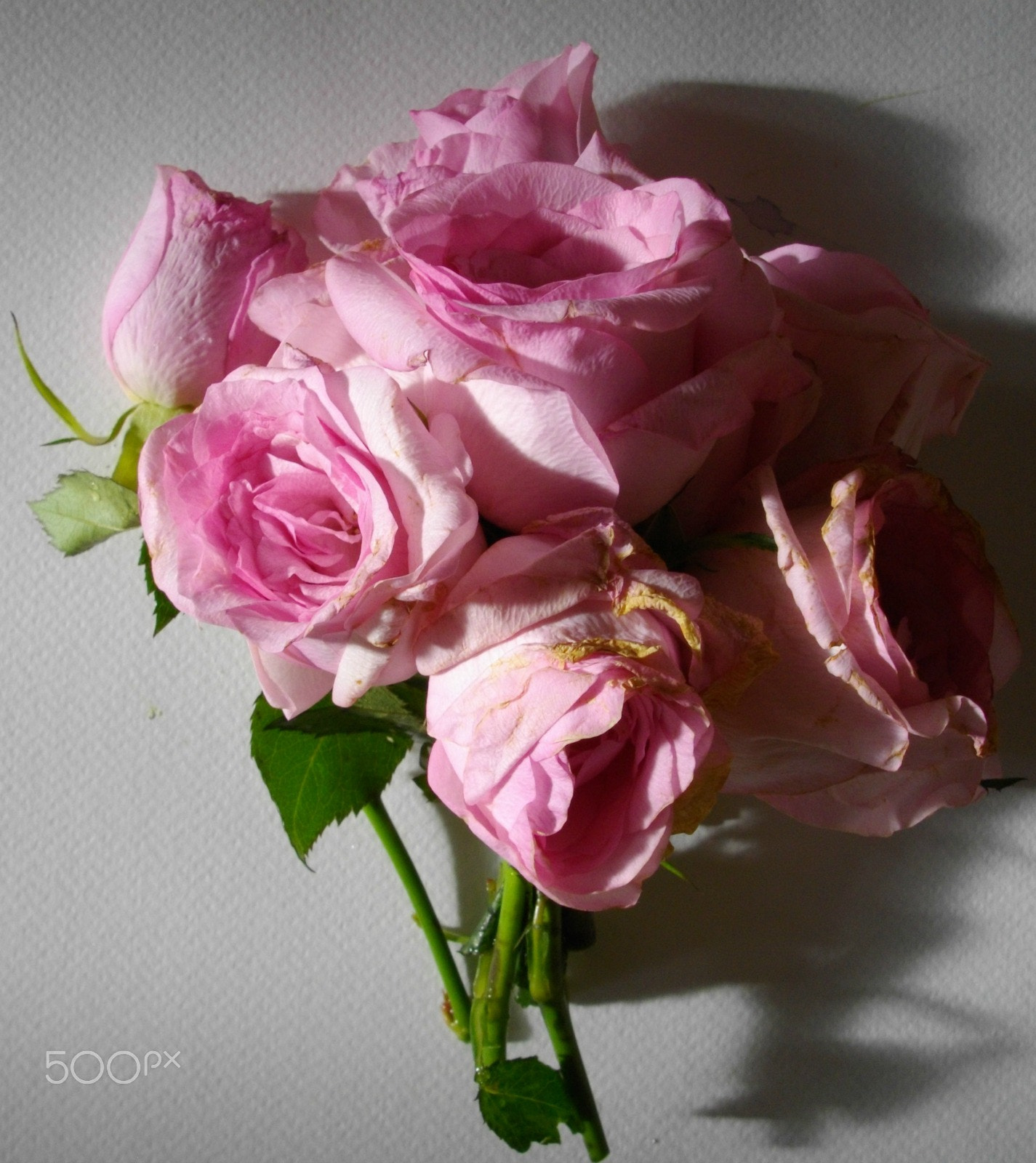 Pentax Optio E60 sample photo. Shooting roses at 8 a.m. photography