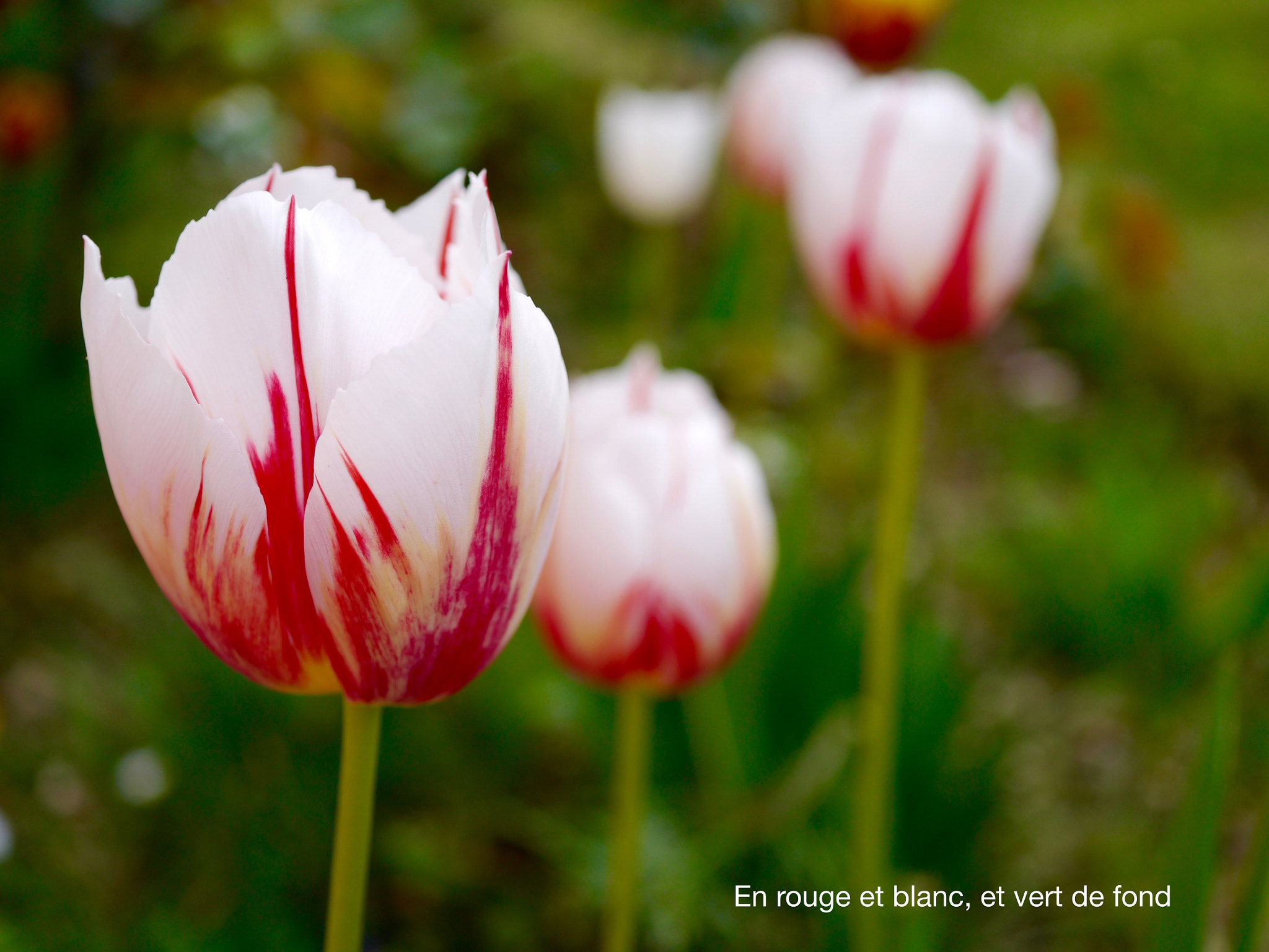 Panasonic Lumix G Macro 30mm F2.8 ASPH Mega OIS sample photo. En rouge et blanc.... photography