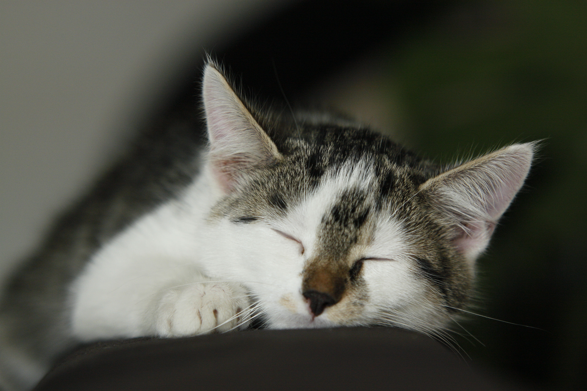 Sigma 70-200mm F2.8 EX DG OS HSM sample photo