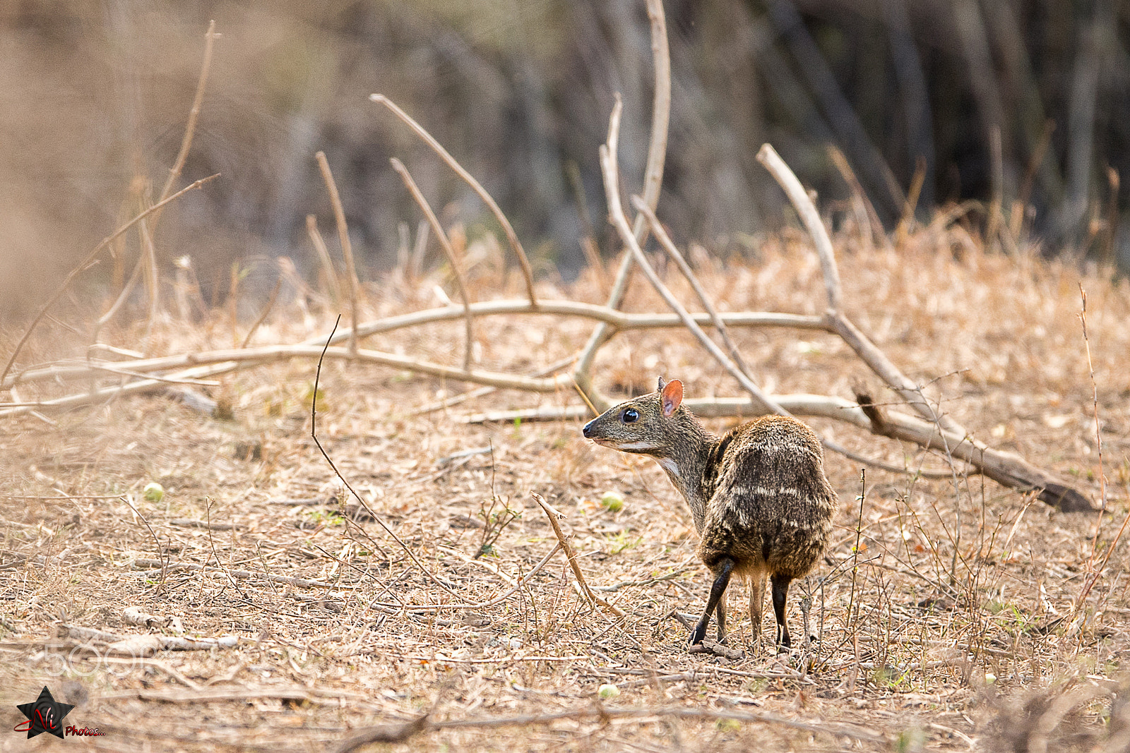 Nikon D5 sample photo. Chevrotains, a.k.a mouse-deer_psn4996.jpg photography