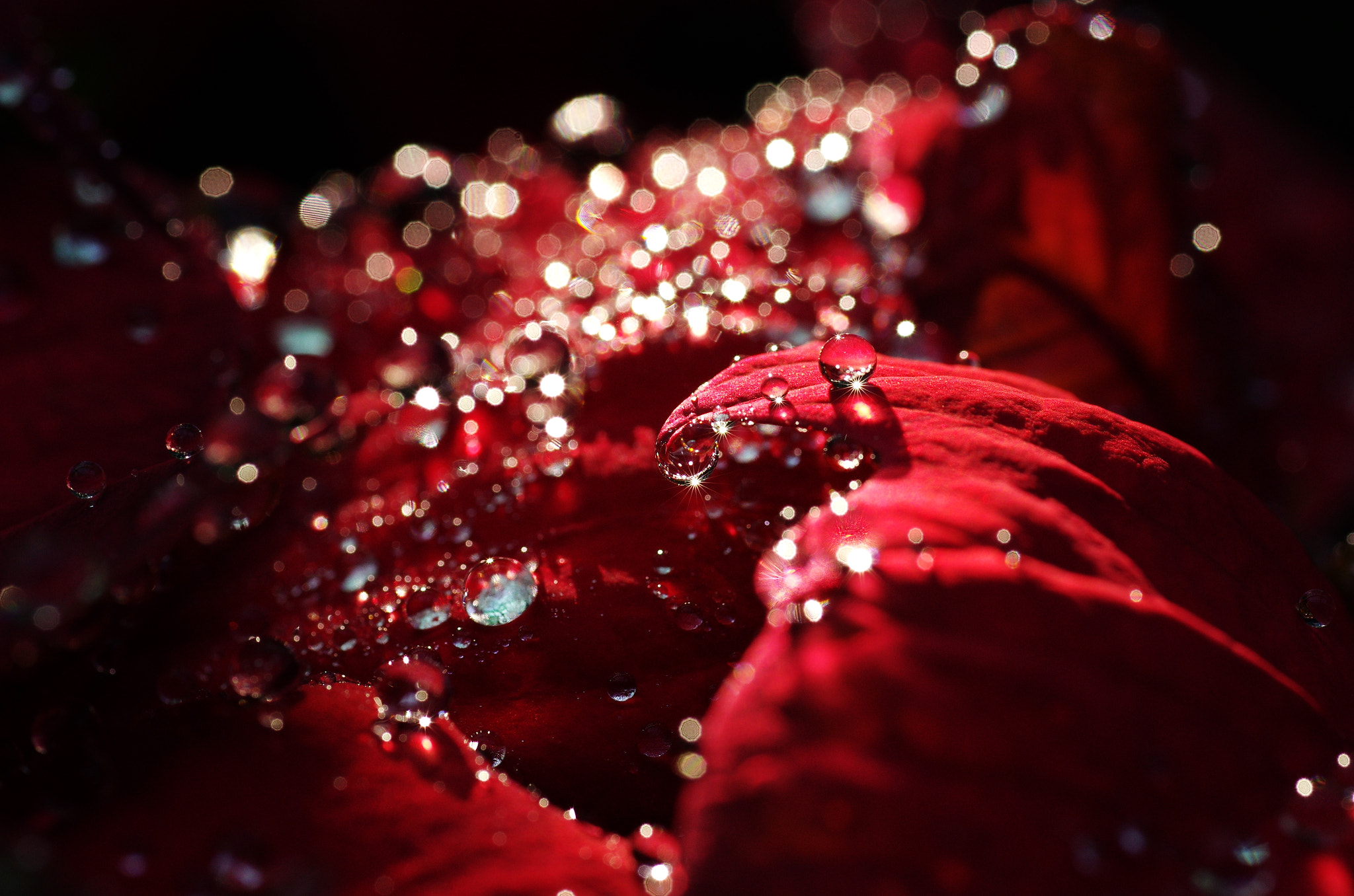 Pentax K-5 IIs + Sigma sample photo. Water gems photography