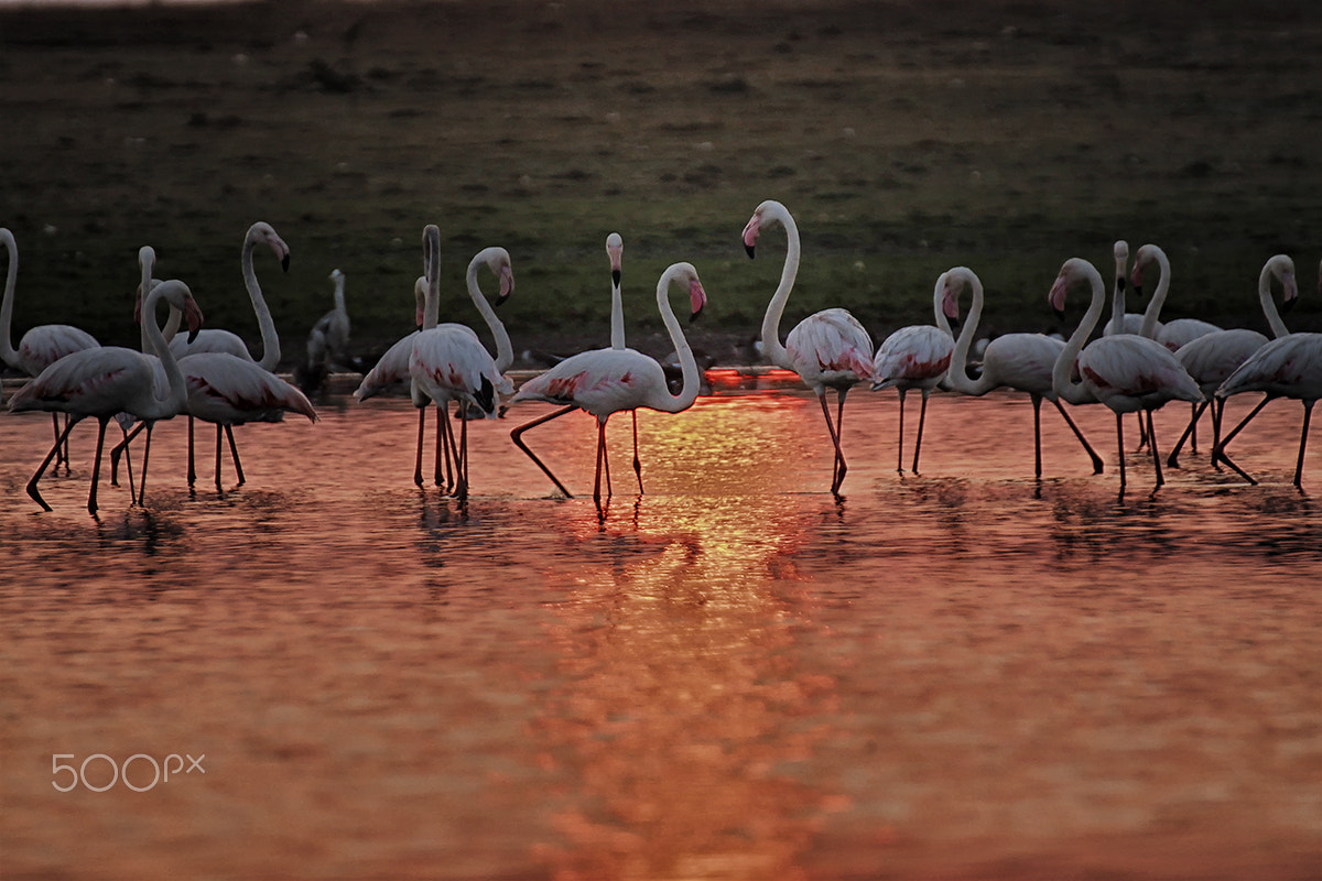 Tamron SP 35mm F1.8 Di VC USD sample photo. Flamingos photography