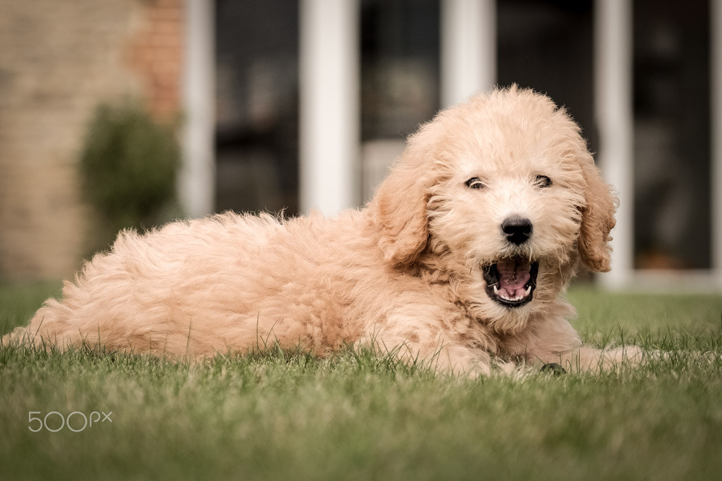 XF50-140mmF2.8 R LM OIS WR + 1.4x sample photo. Teddy - a pedigree labradoodle photography