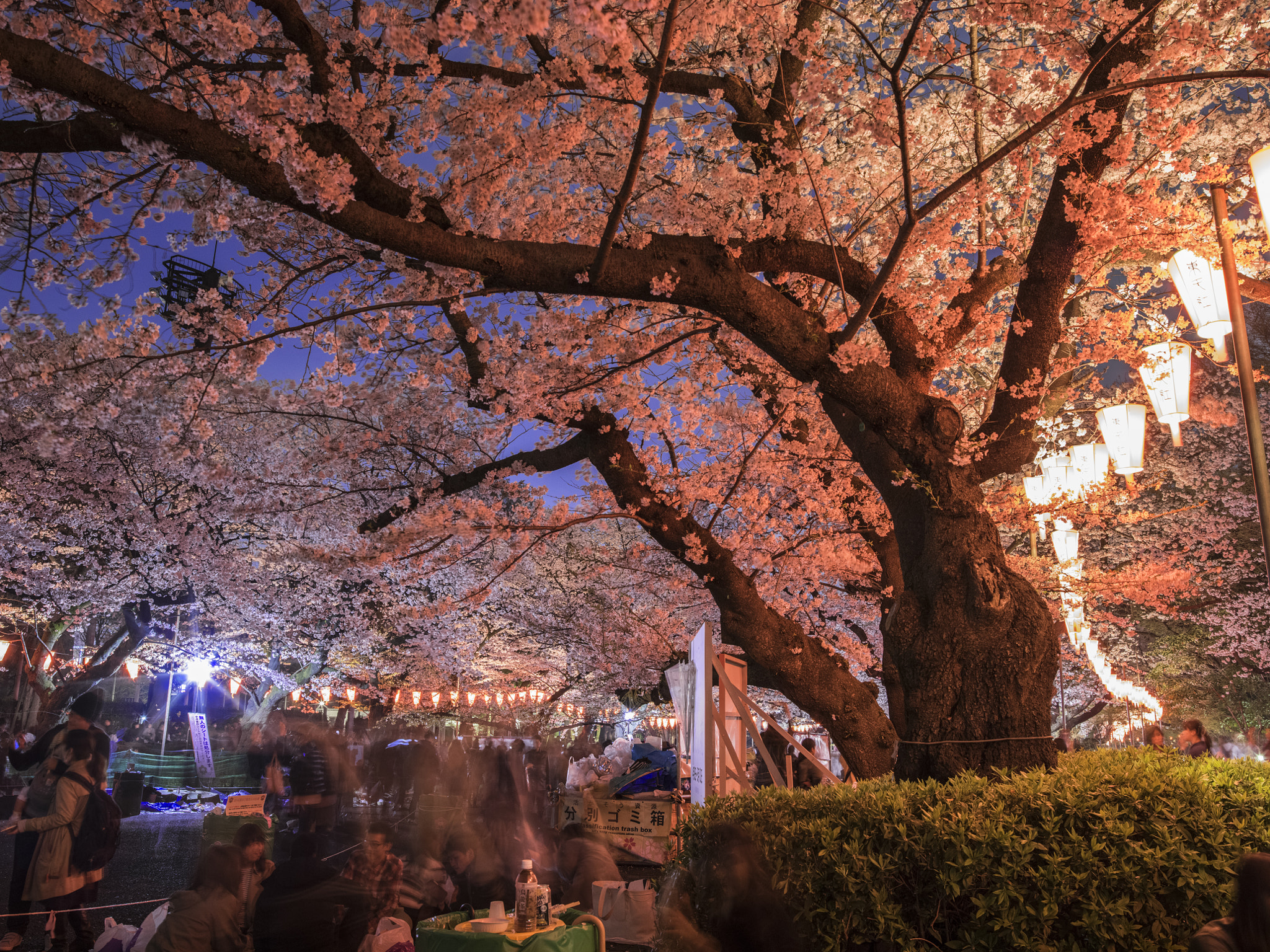 Pentax 645Z sample photo. Sakura photography