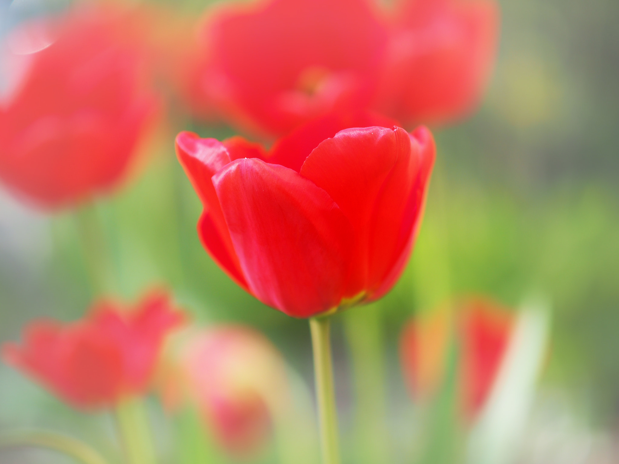 Panasonic Leica DG Nocticron 42.5mm F1.2 ASPH OIS sample photo. Red temptations photography