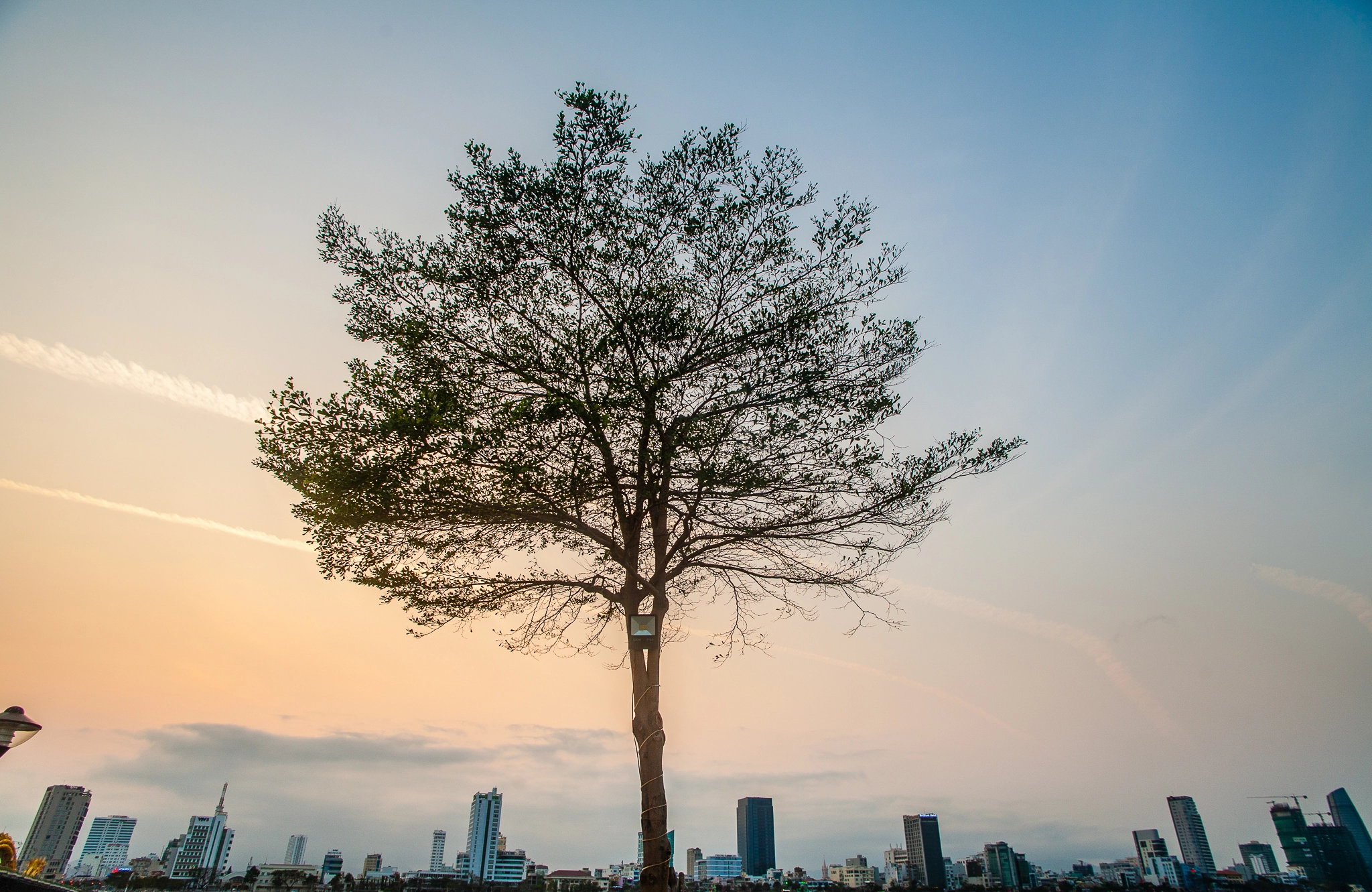 Canon EF 20-35mm F3.5-4.5 USM sample photo. The tree of life photography