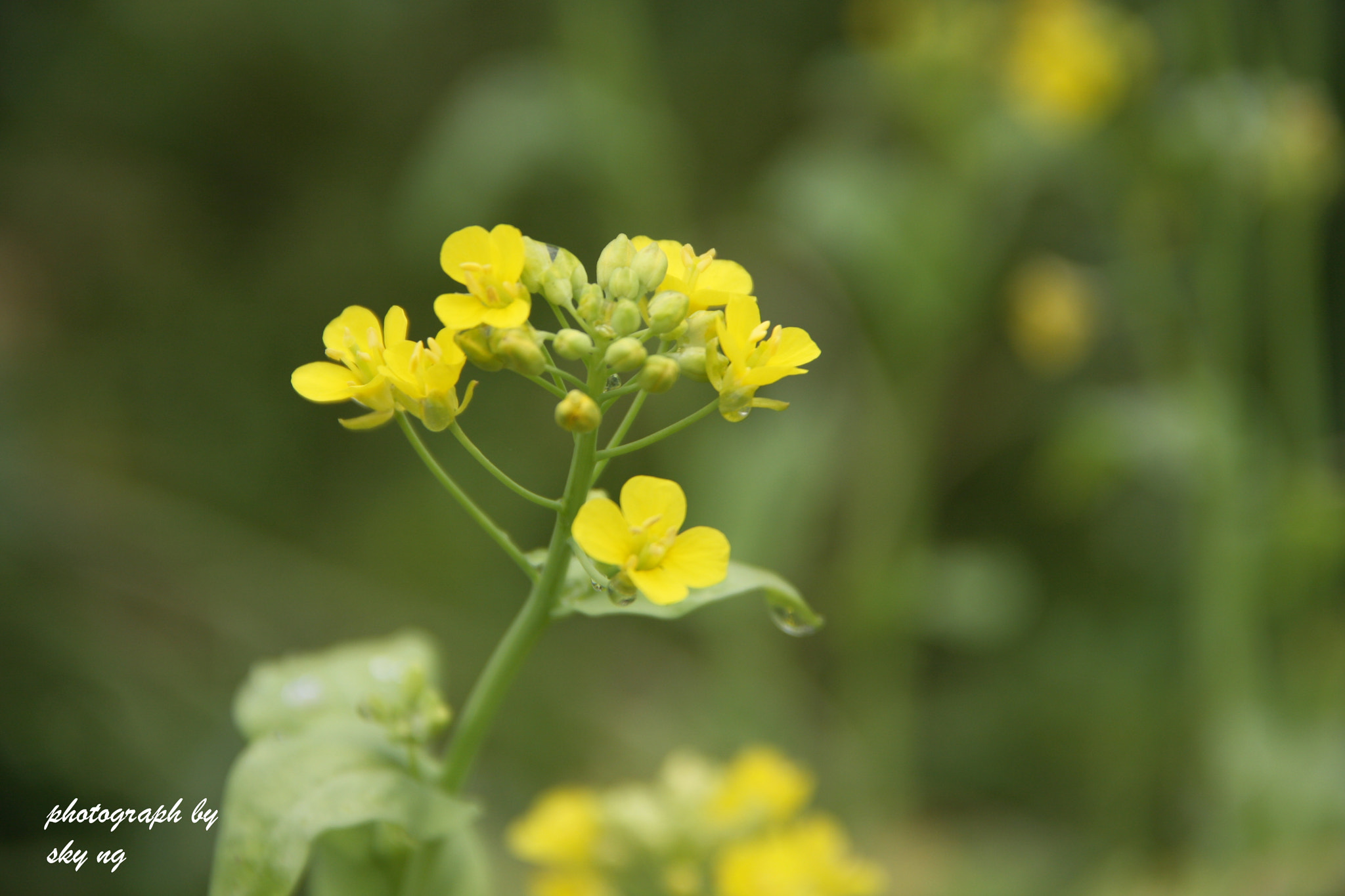 Canon EOS 40D + Canon EF 200mm f/1.8L sample photo. Best of april photography