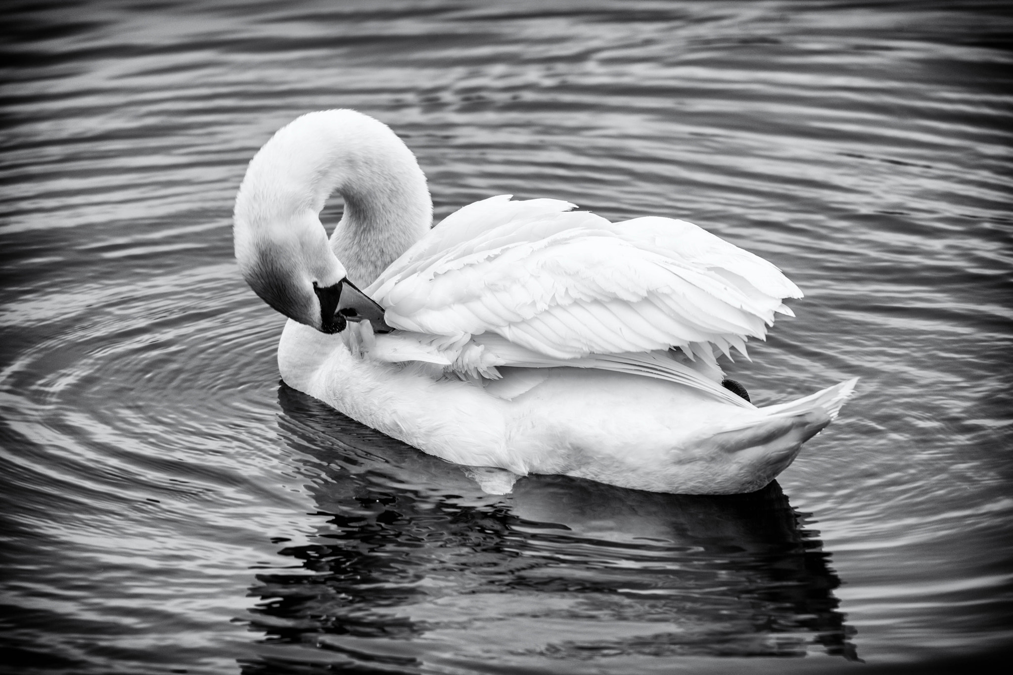 Nikon D3X sample photo. Homtetown cleaning swan photography