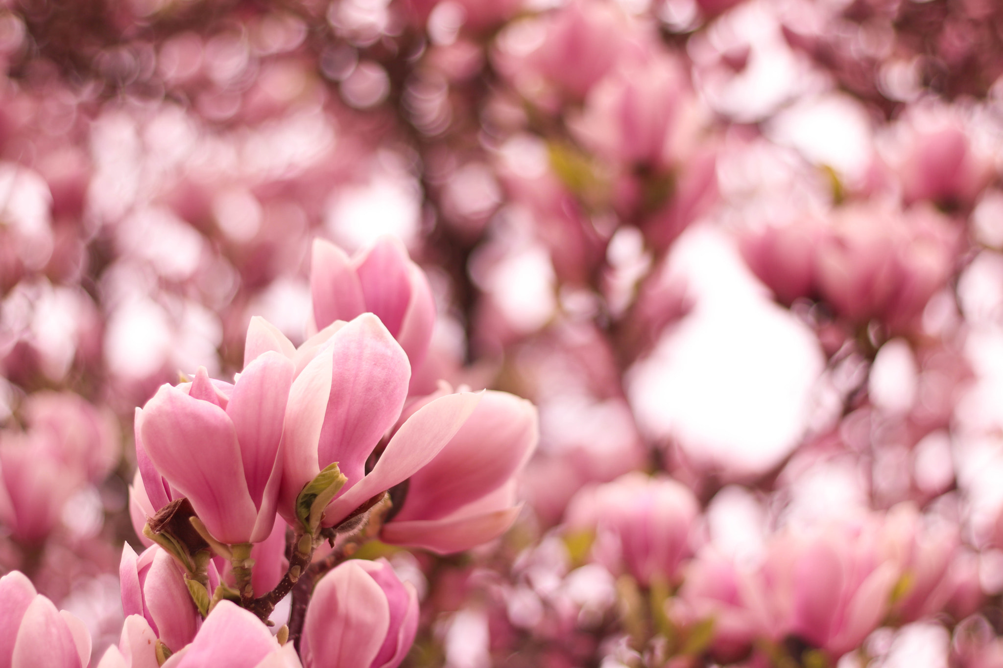 Canon EOS 750D (EOS Rebel T6i / EOS Kiss X8i) + Canon EF 50mm F1.8 II sample photo. Beautiful tree photography