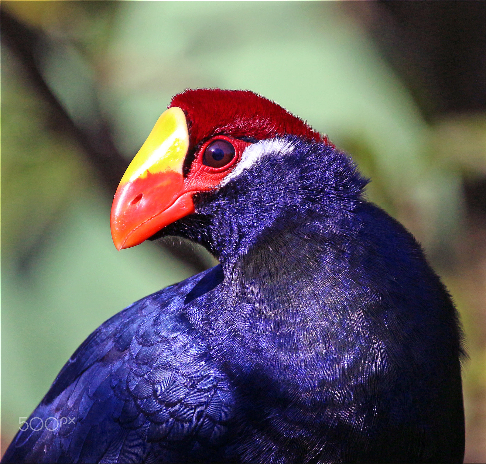 Canon EF 100-400mm F4.5-5.6L IS USM sample photo. Turaco violeta photography