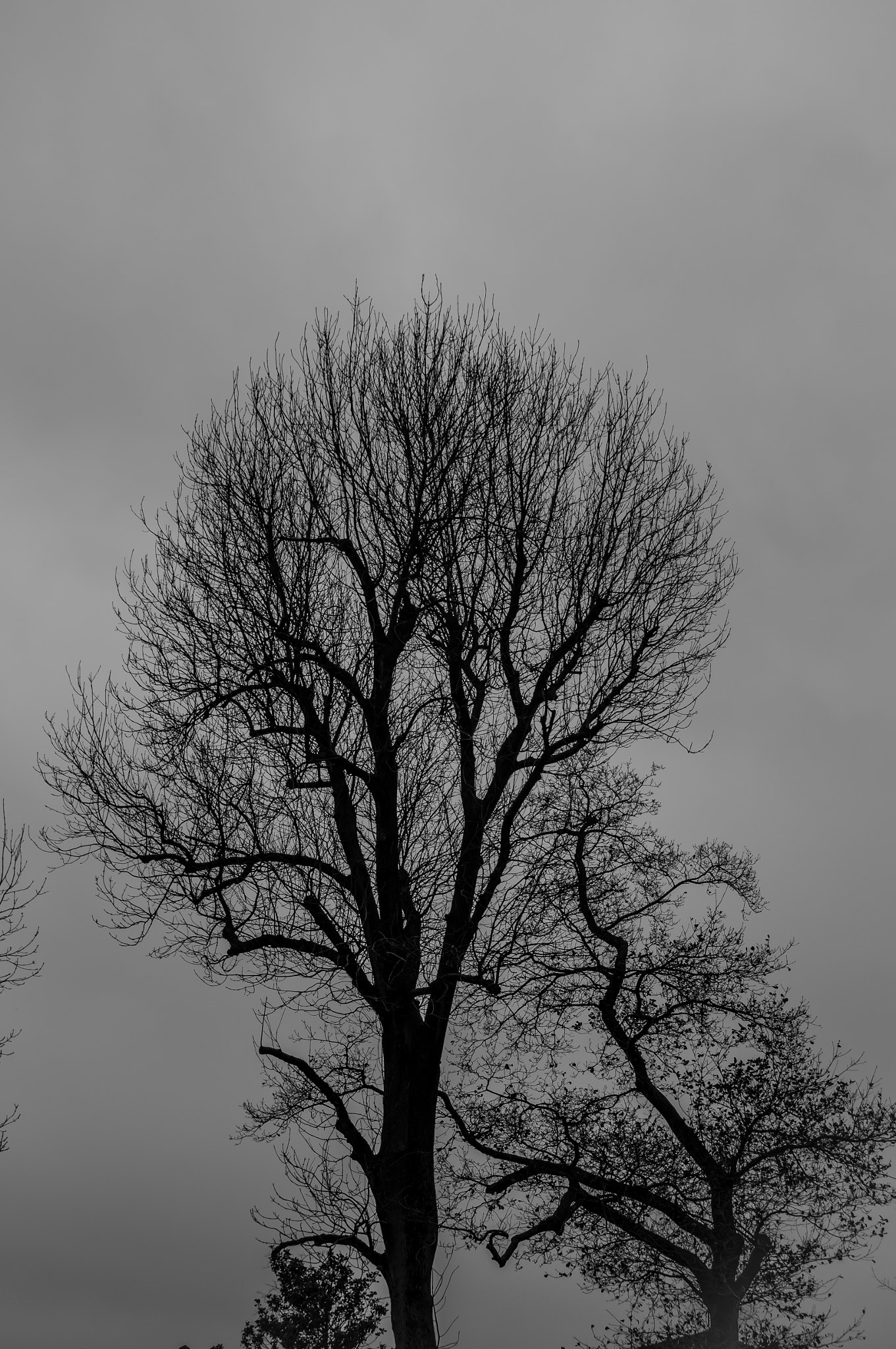 Sony SLT-A57 sample photo. Black & white tree photography