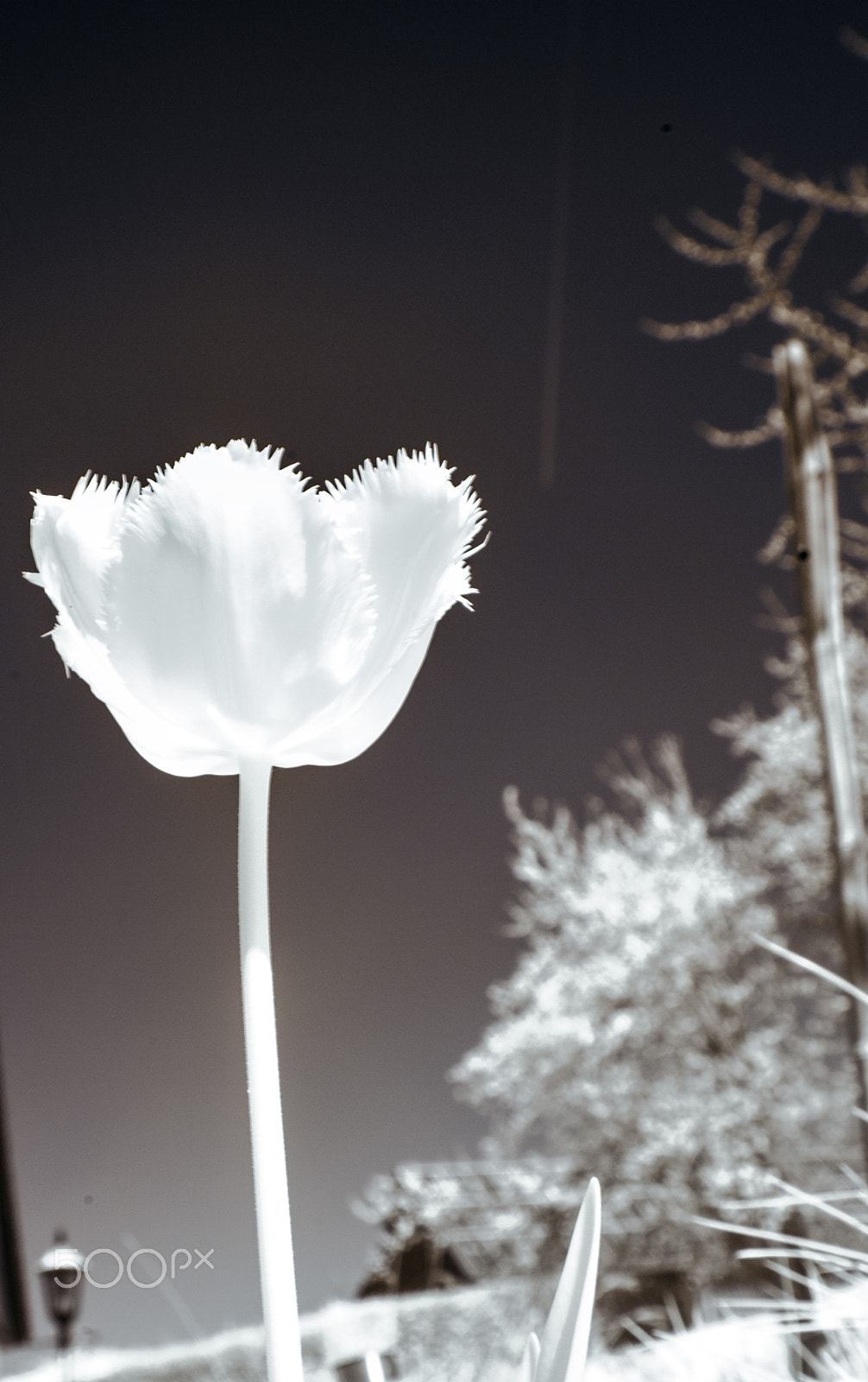 Canon EF-S 18-55mm F3.5-5.6 sample photo. Lumin 1 photography