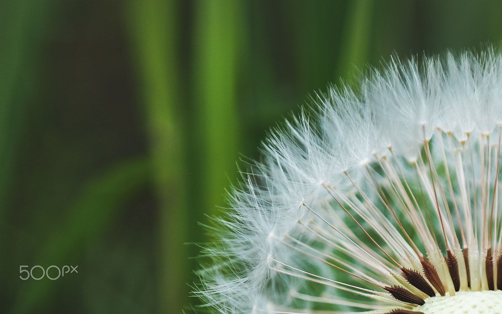 Samsung NX3000 + NX 18-55mm F3.5-5.6 sample photo. Dandelion photography