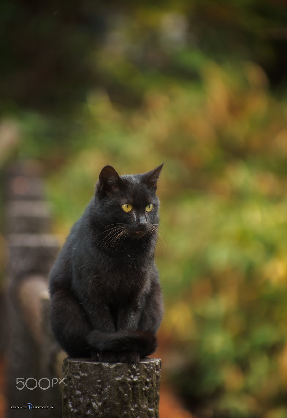 Pentax smc DA* 50-135mm F2.8 ED (IF) SDM sample photo. That is mine... photography