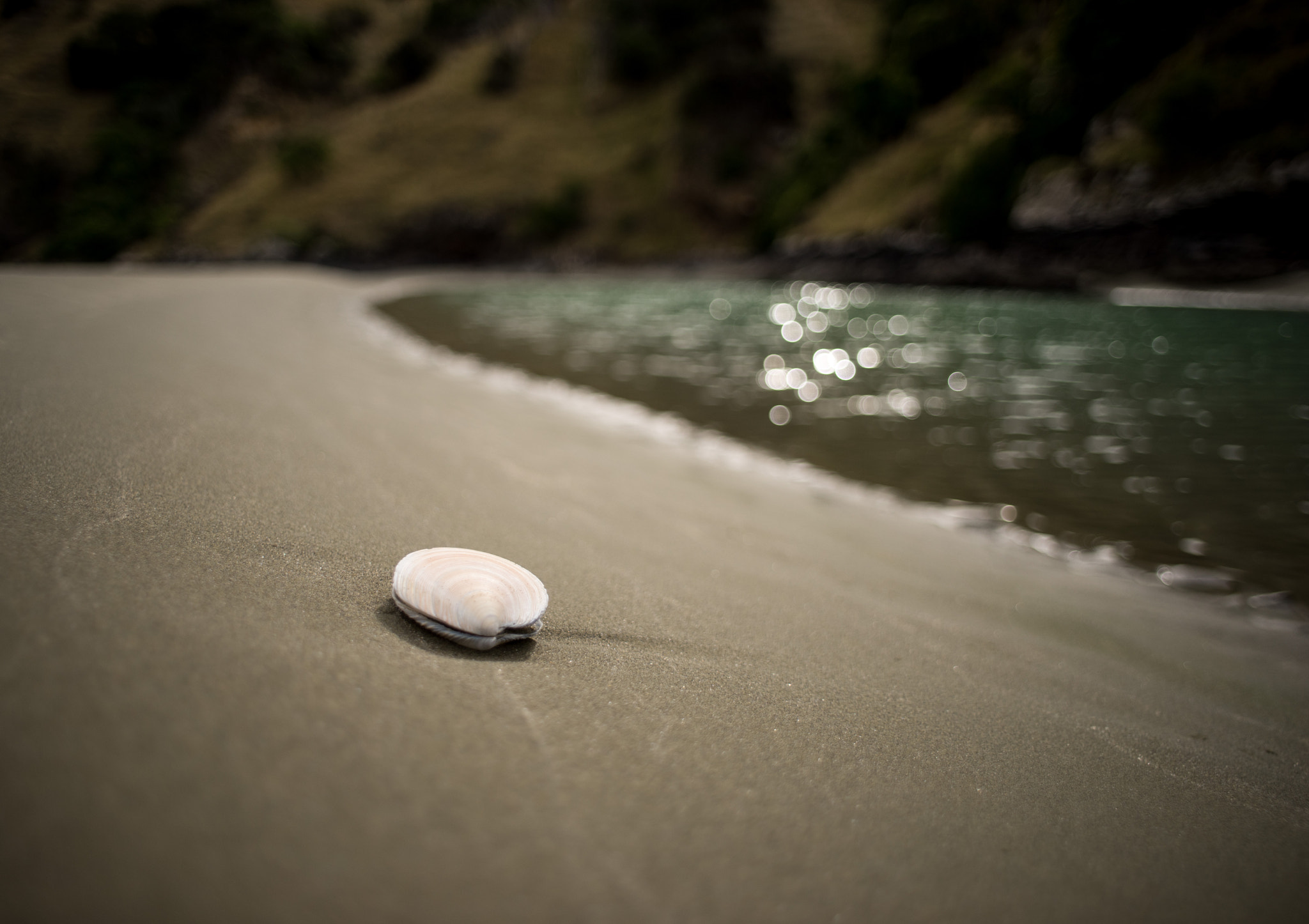 Sony a7 II + Minolta AF 24mm F2.8 sample photo. Sea shell photography