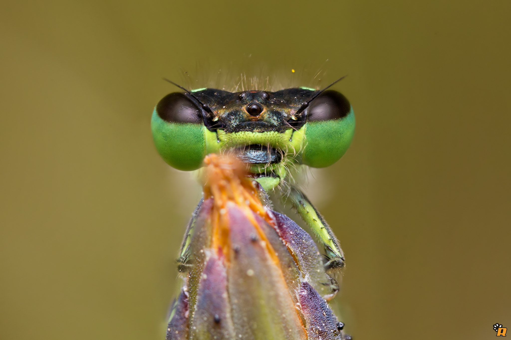 Canon MP-E 65mm F2.5 1-5x Macro Photo sample photo. Ischnura genei photography