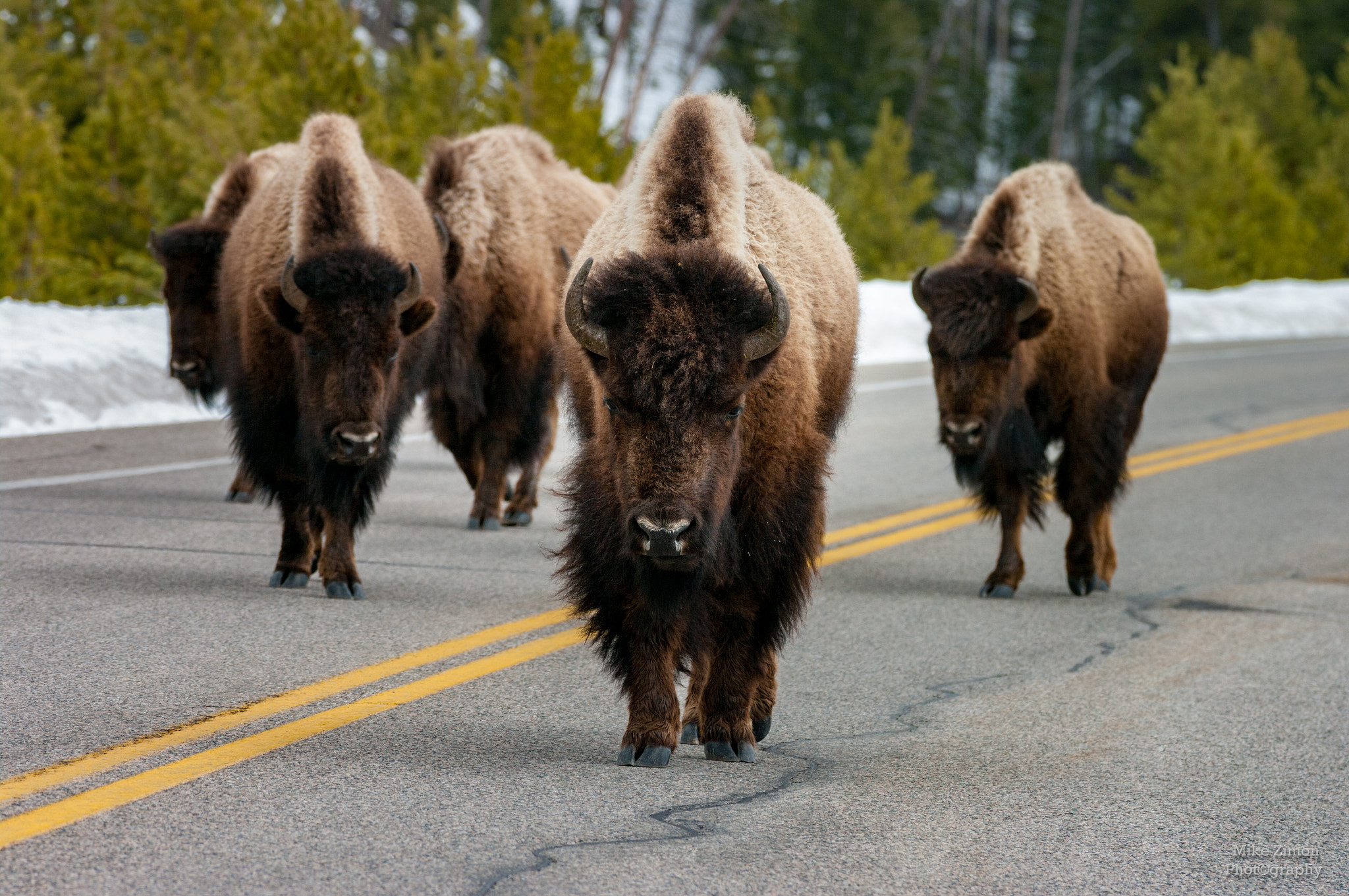 Pentax K20D + Sigma sample photo. Bison highway photography