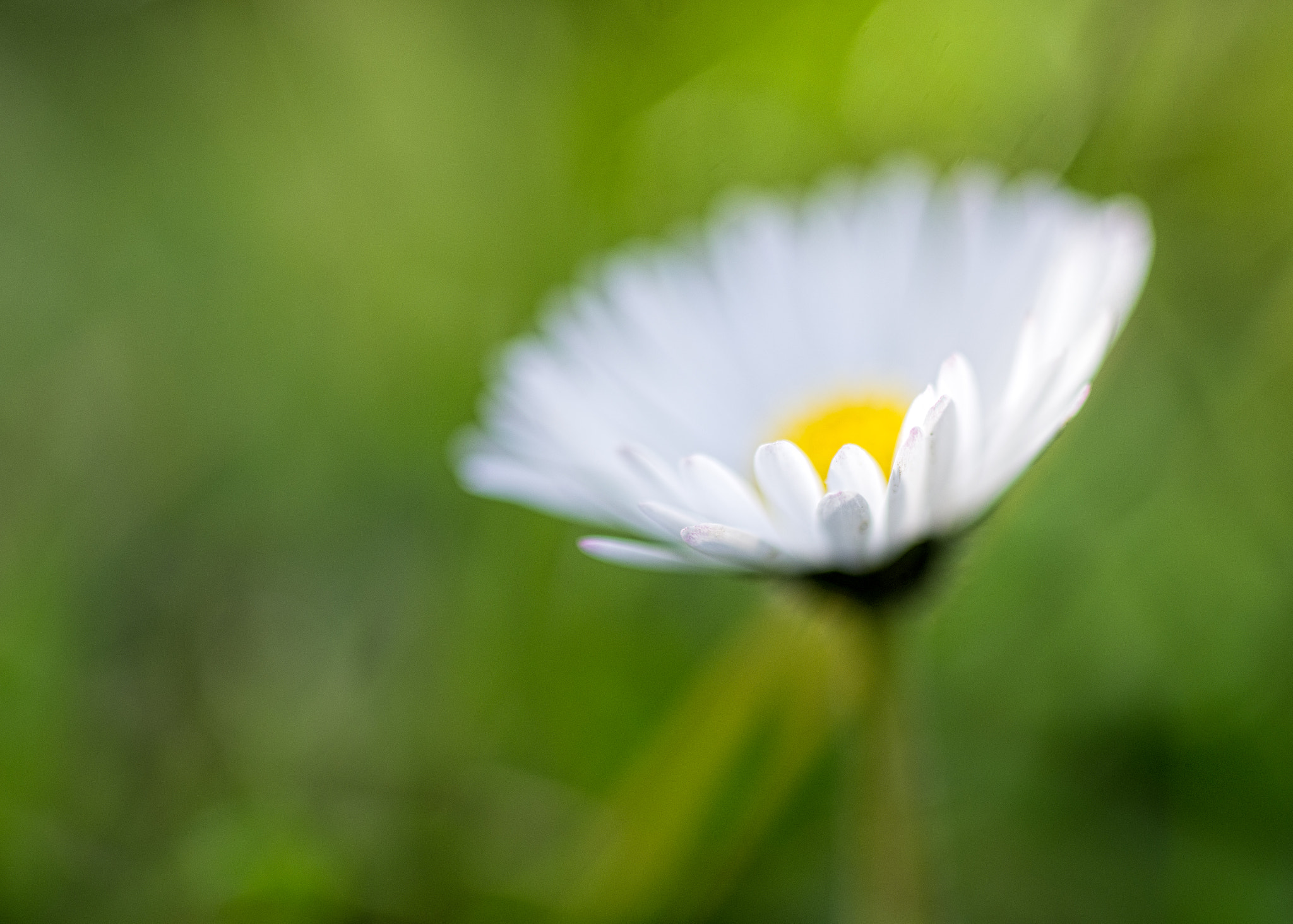 Pentax K-5 + smc PENTAX-F MACRO 50mm F2.8 sample photo. Down among the grass photography