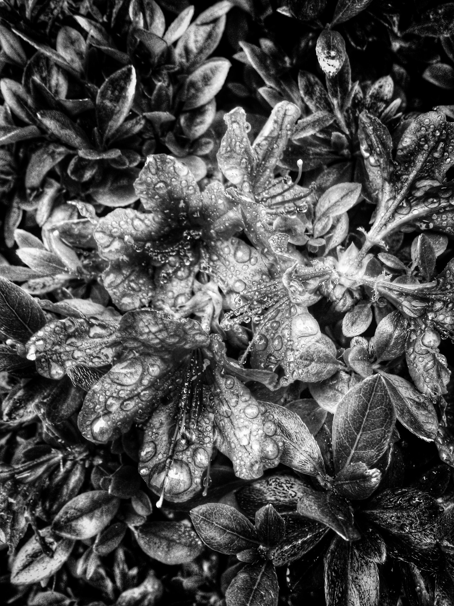 Samsung Galaxy Mega 6.3 sample photo. Chaos photography