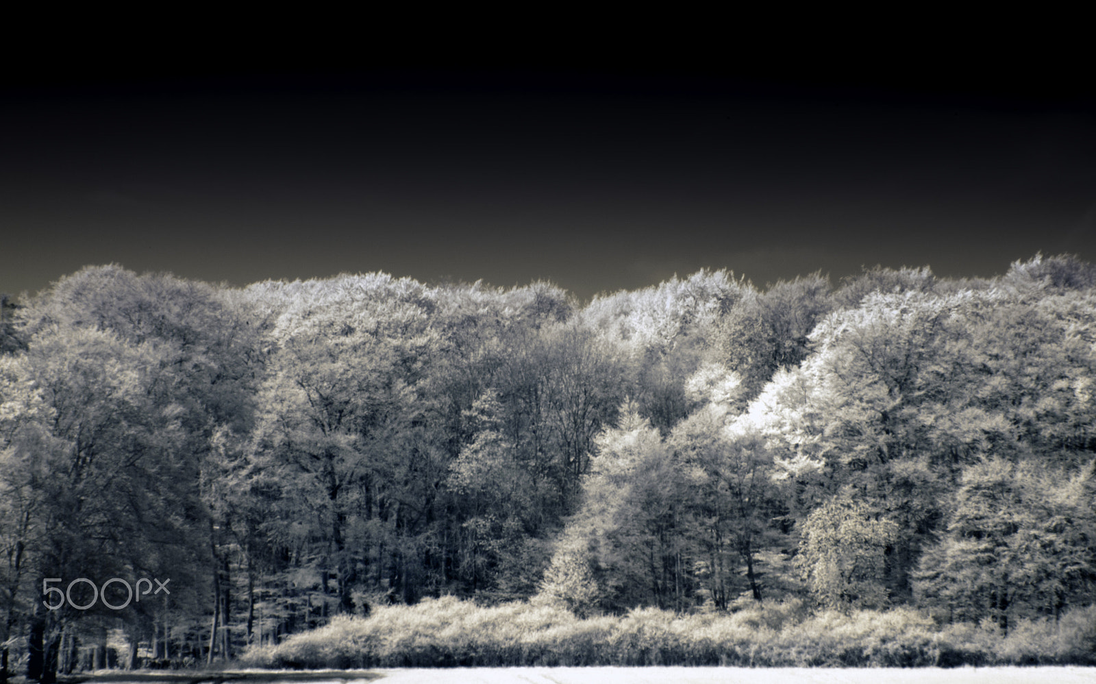Canon EOS 500D (EOS Rebel T1i / EOS Kiss X3) sample photo. The dark woods photography