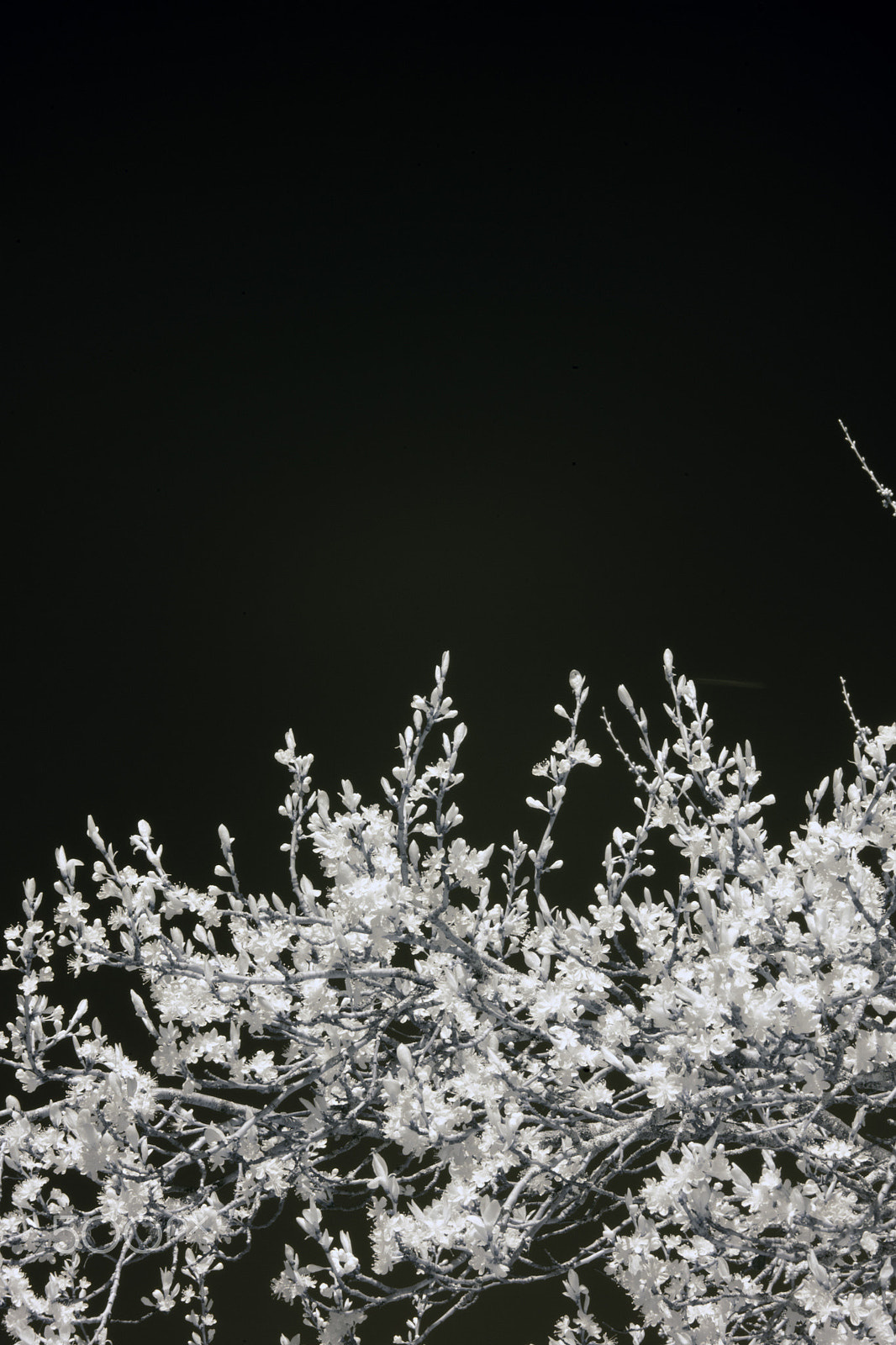 Canon EOS 500D (EOS Rebel T1i / EOS Kiss X3) sample photo. Dark spring 3 photography