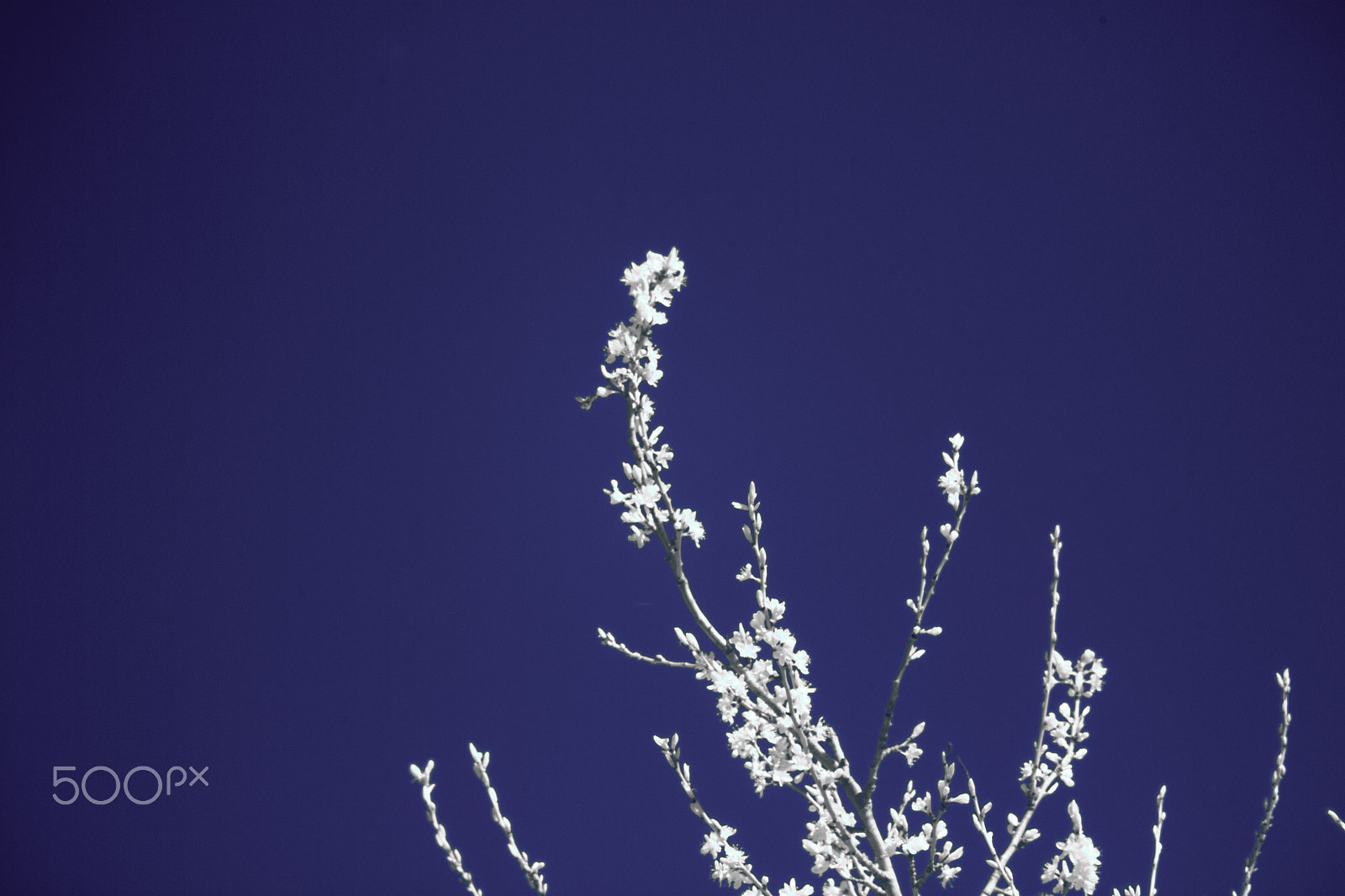 Canon EOS 500D (EOS Rebel T1i / EOS Kiss X3) sample photo. Spring blossom photography