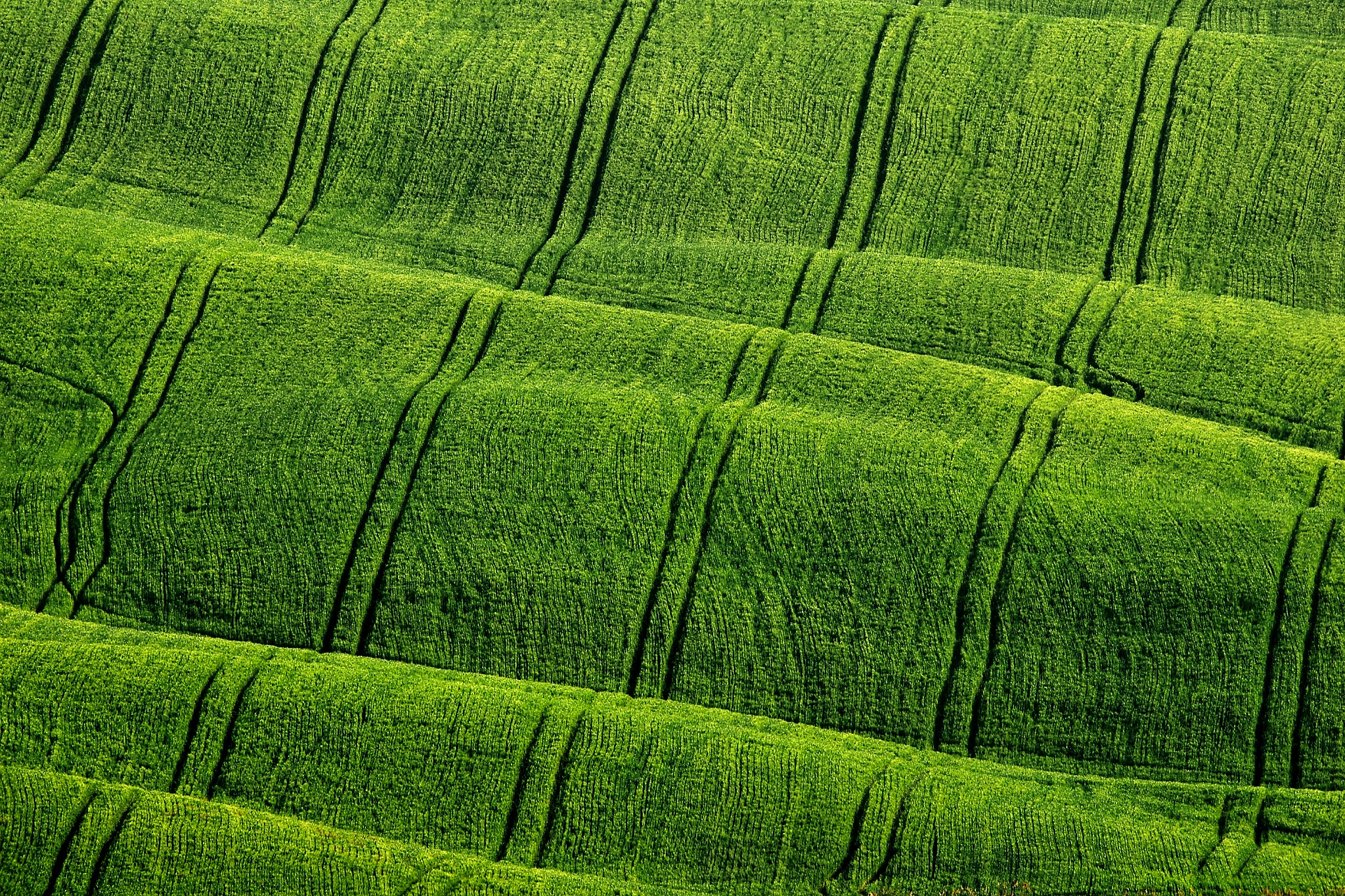 Sigma 150-600mm F5-6.3 DG OS HSM | C sample photo. Green velvet - made in italy photography