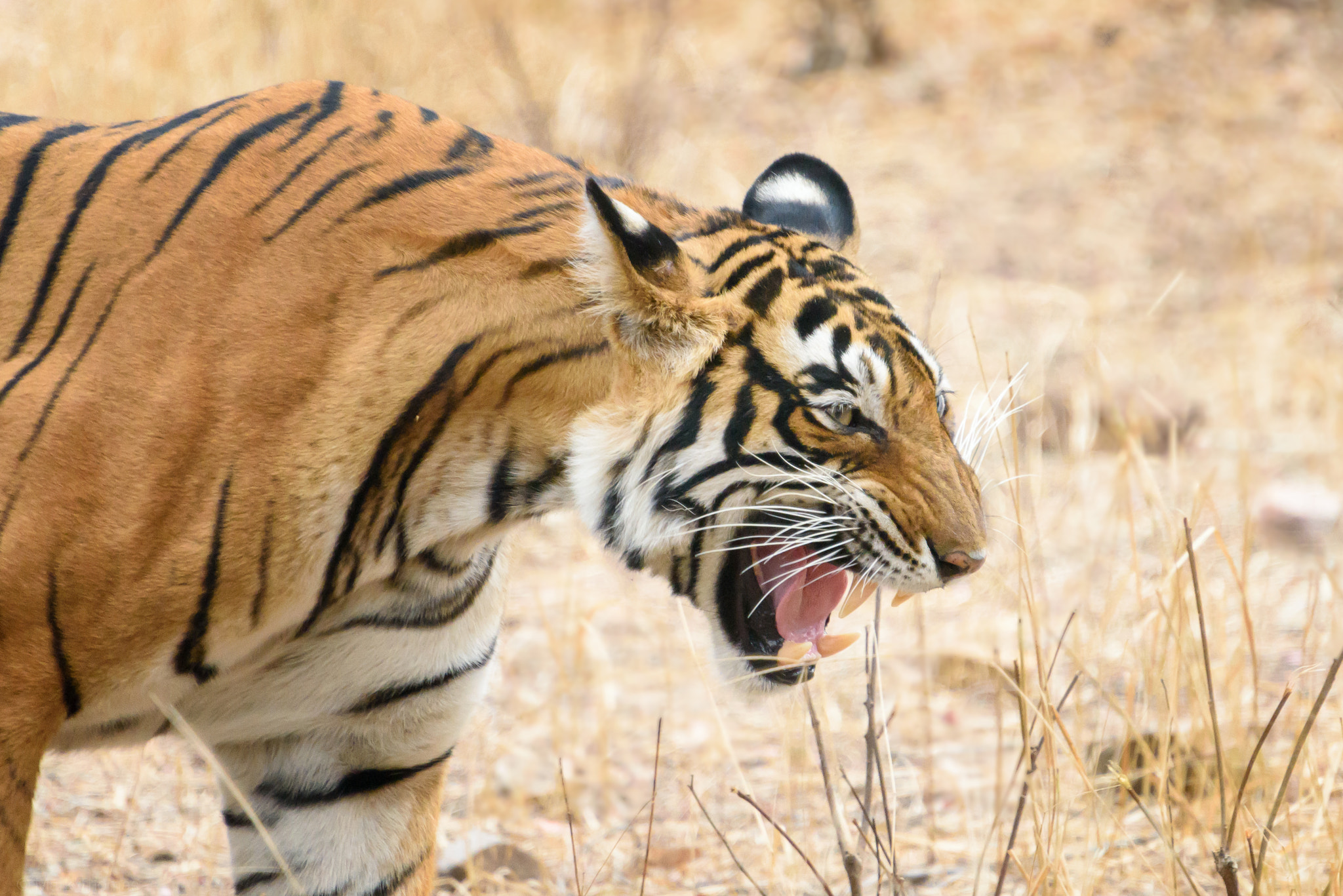 Tiger roaring