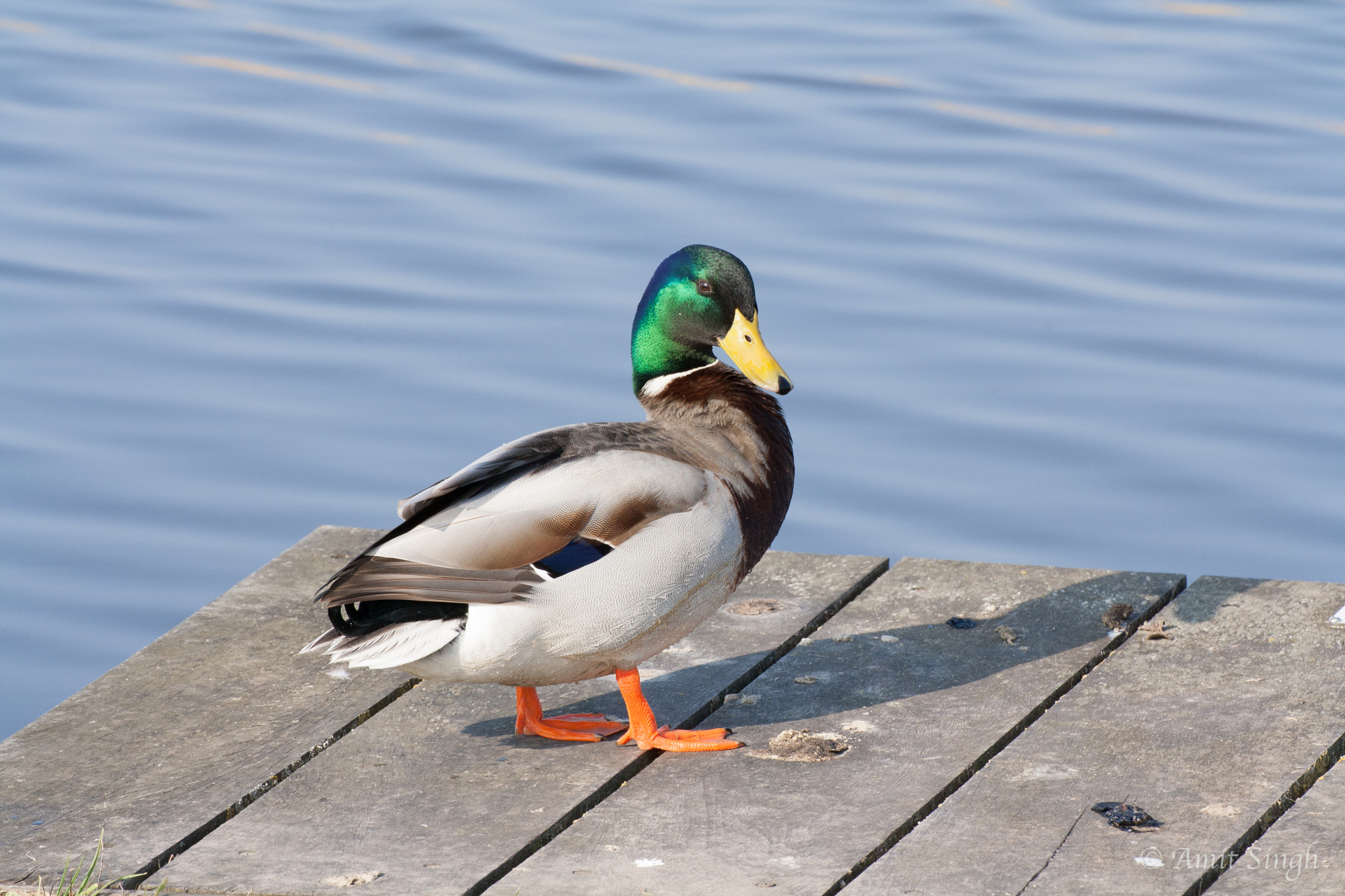 Tamron SP 35mm F1.8 Di VC USD sample photo. Green-head mallard photography