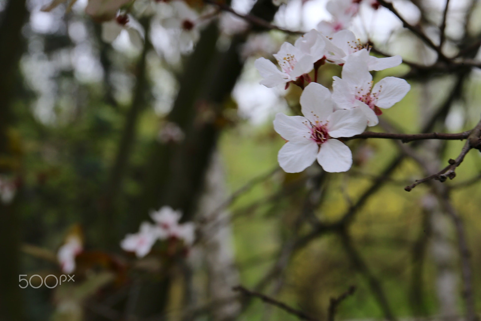 Canon EF 24-70mm F4L IS USM sample photo. Красавица Весна photography