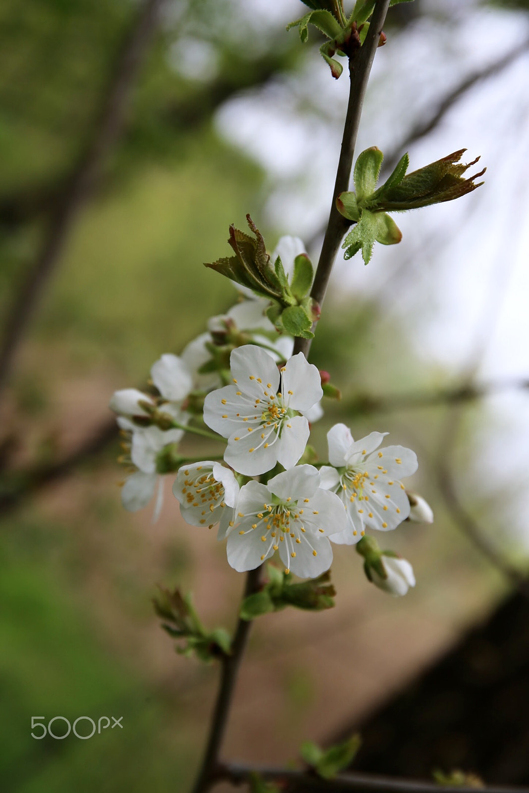 Canon EF 24-70mm F4L IS USM sample photo. Красавица Весна photography