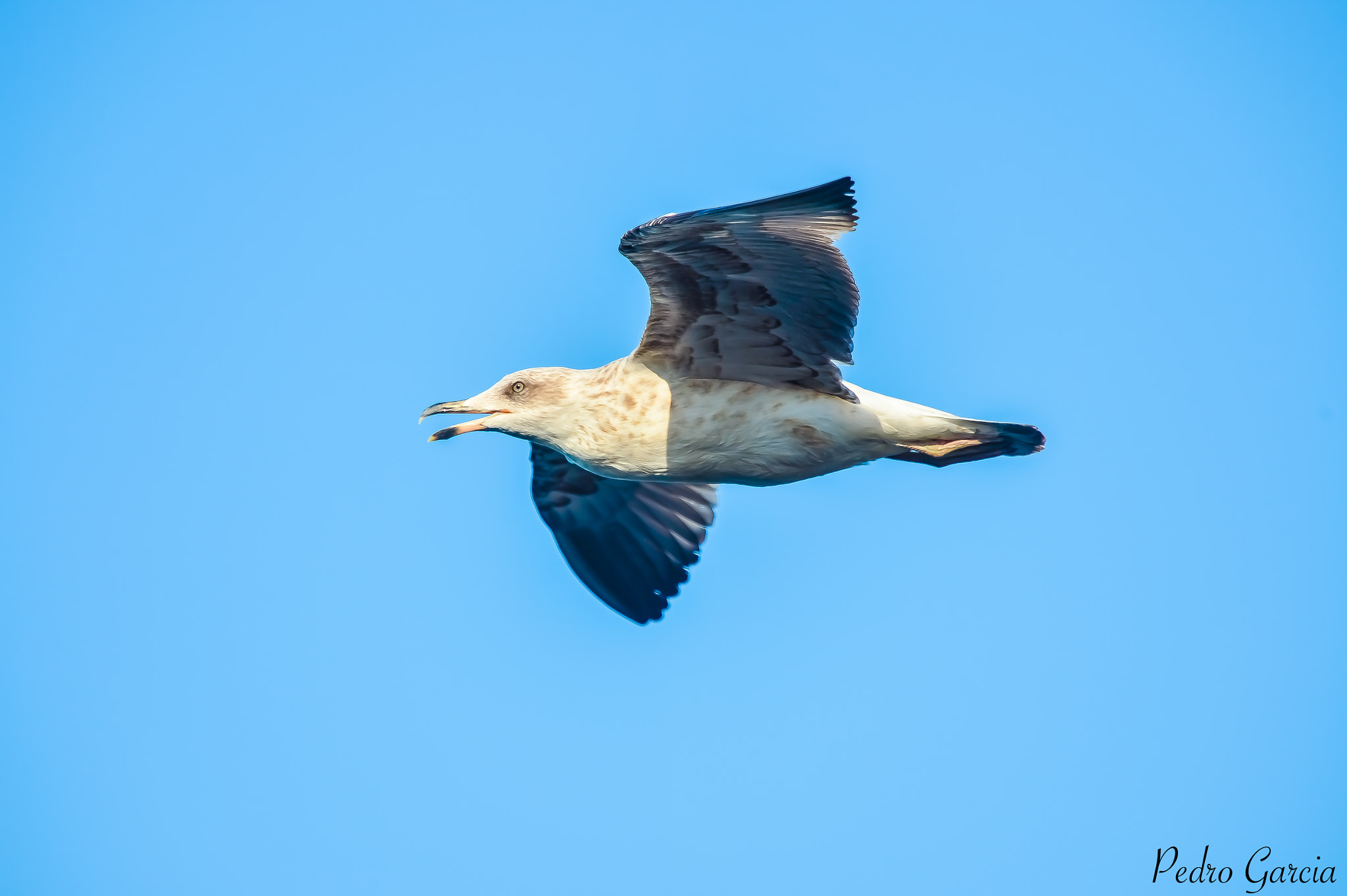 Nikon AF-S Nikkor 400mm F2.8G ED VR II sample photo. Gaviota volando sobre el mar photography
