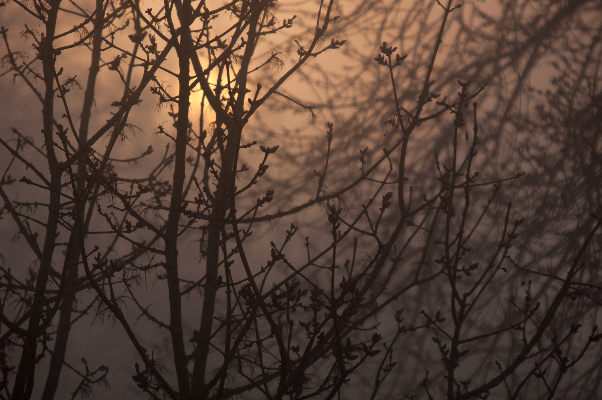 Nikon D90 + Sigma 50-500mm F4-6.3 EX APO RF HSM sample photo. Matin d'automne photography